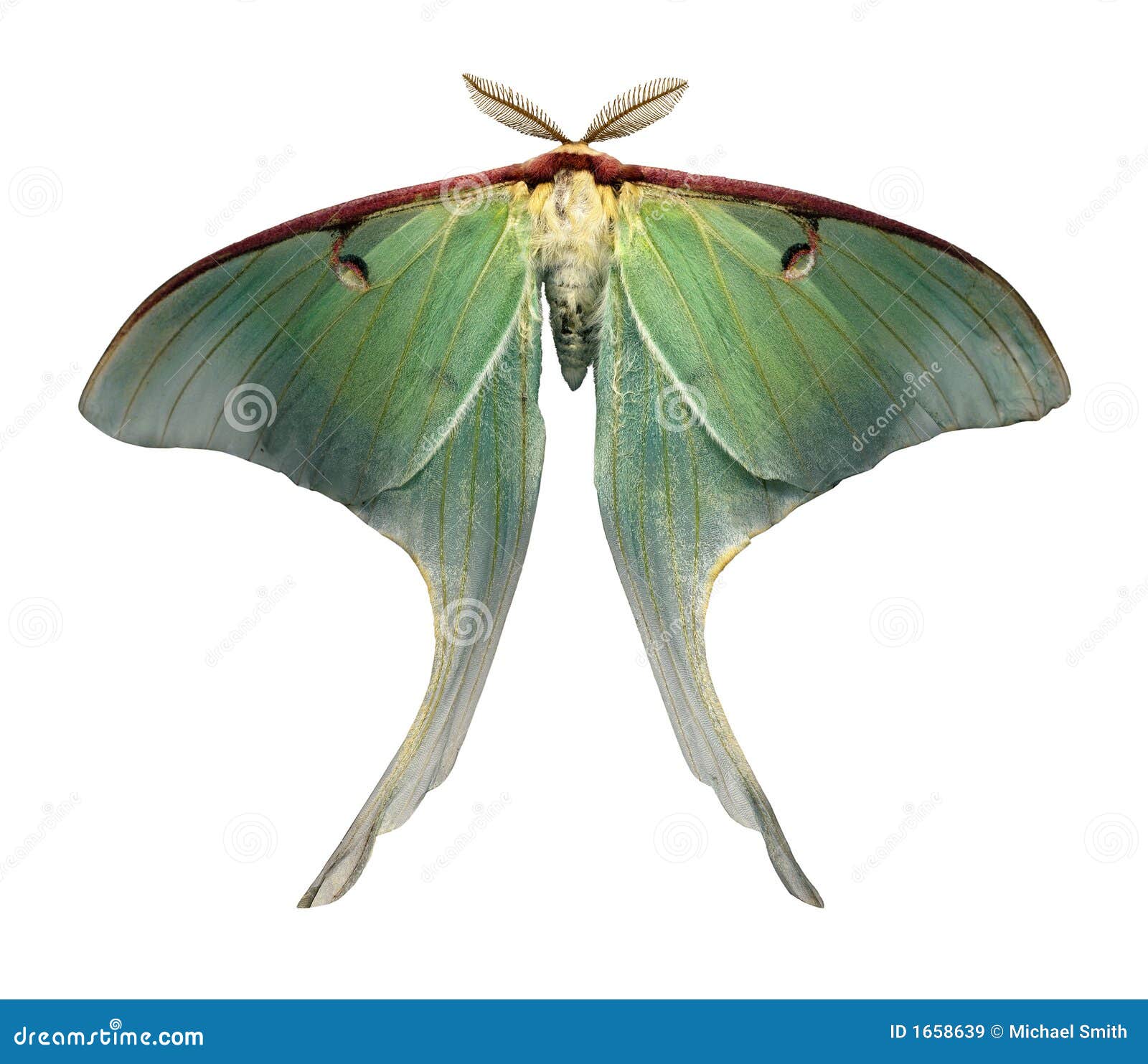 luna moth is a rare and beautiful sight