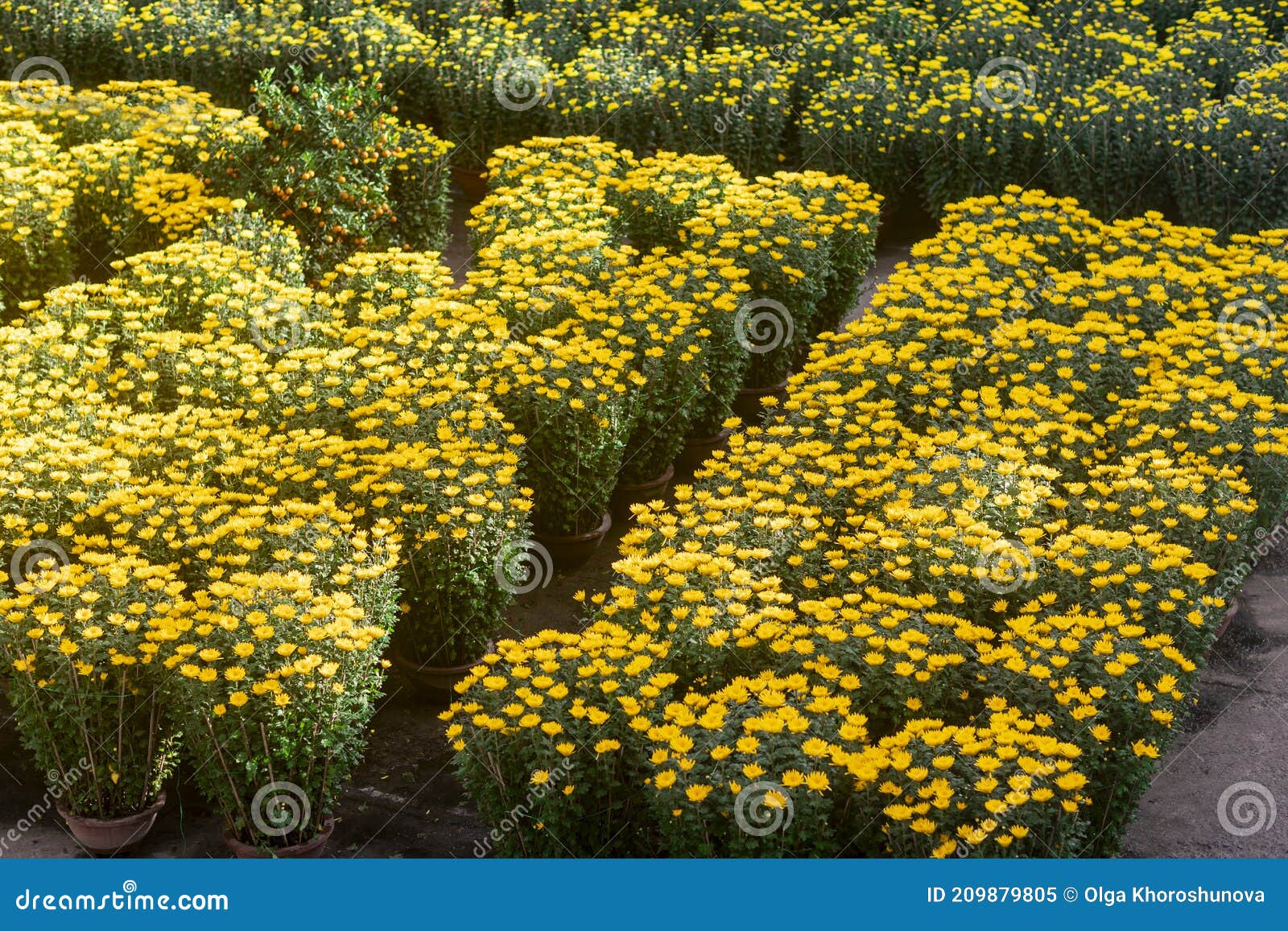 Lunar New Year Flower Market Stock Image Image of gardening, culture