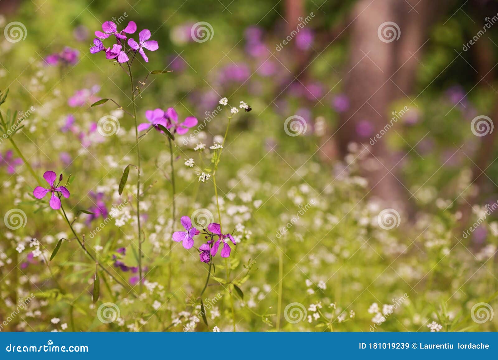 Lunaria Annua Penny Flowers Stock Image Image of green, beauty 181019239