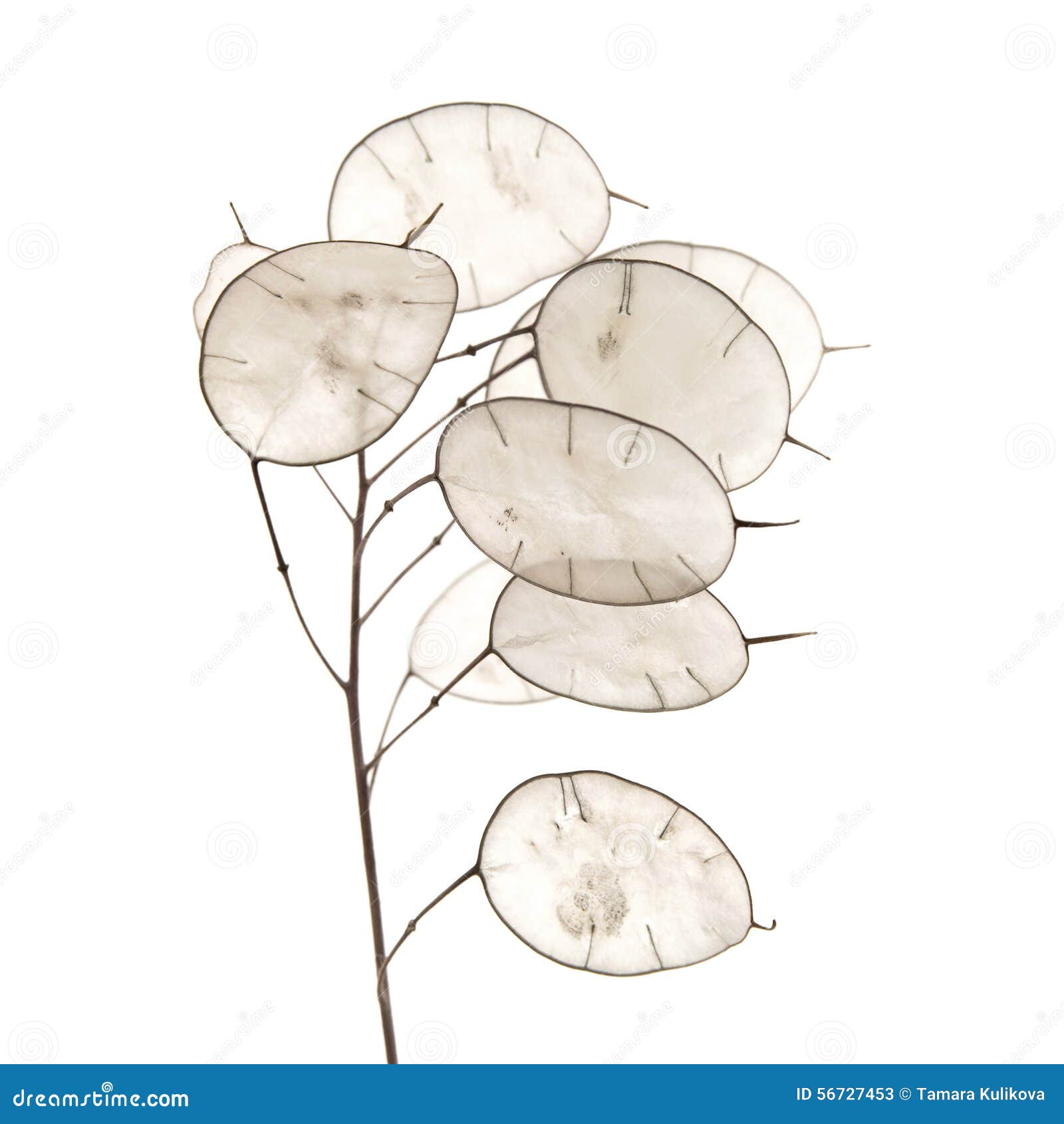 lunaria annua, silver dollar plant