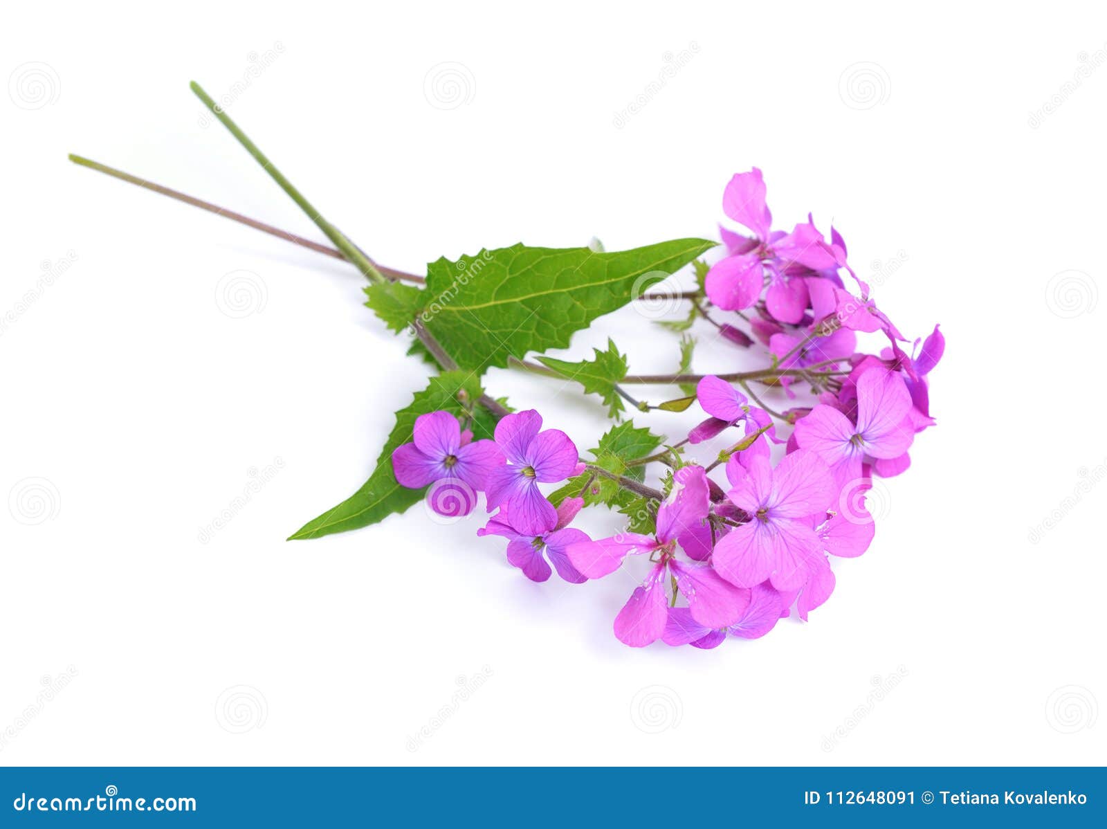 lunaria common name honesty. .