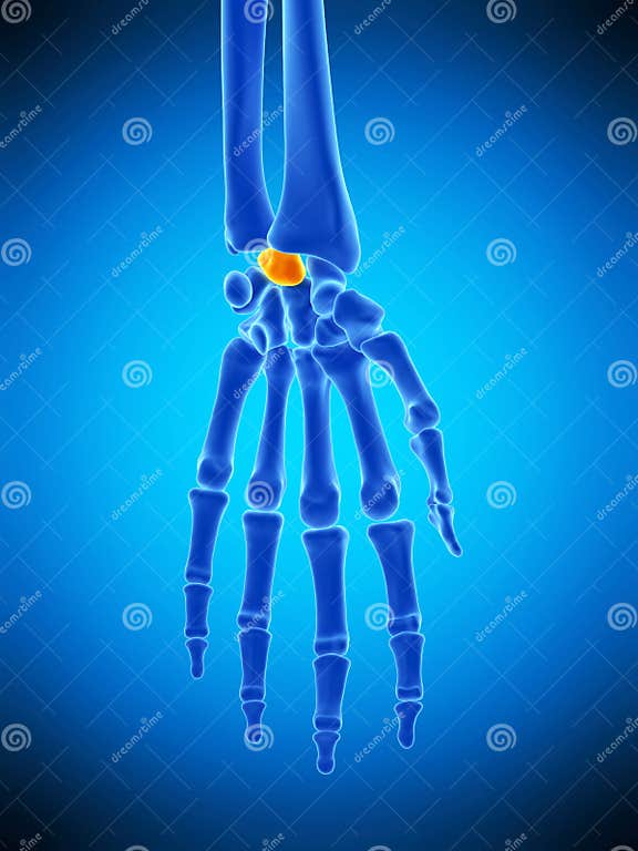 The lunate bone stock illustration. Illustration of dorsal - 73211705