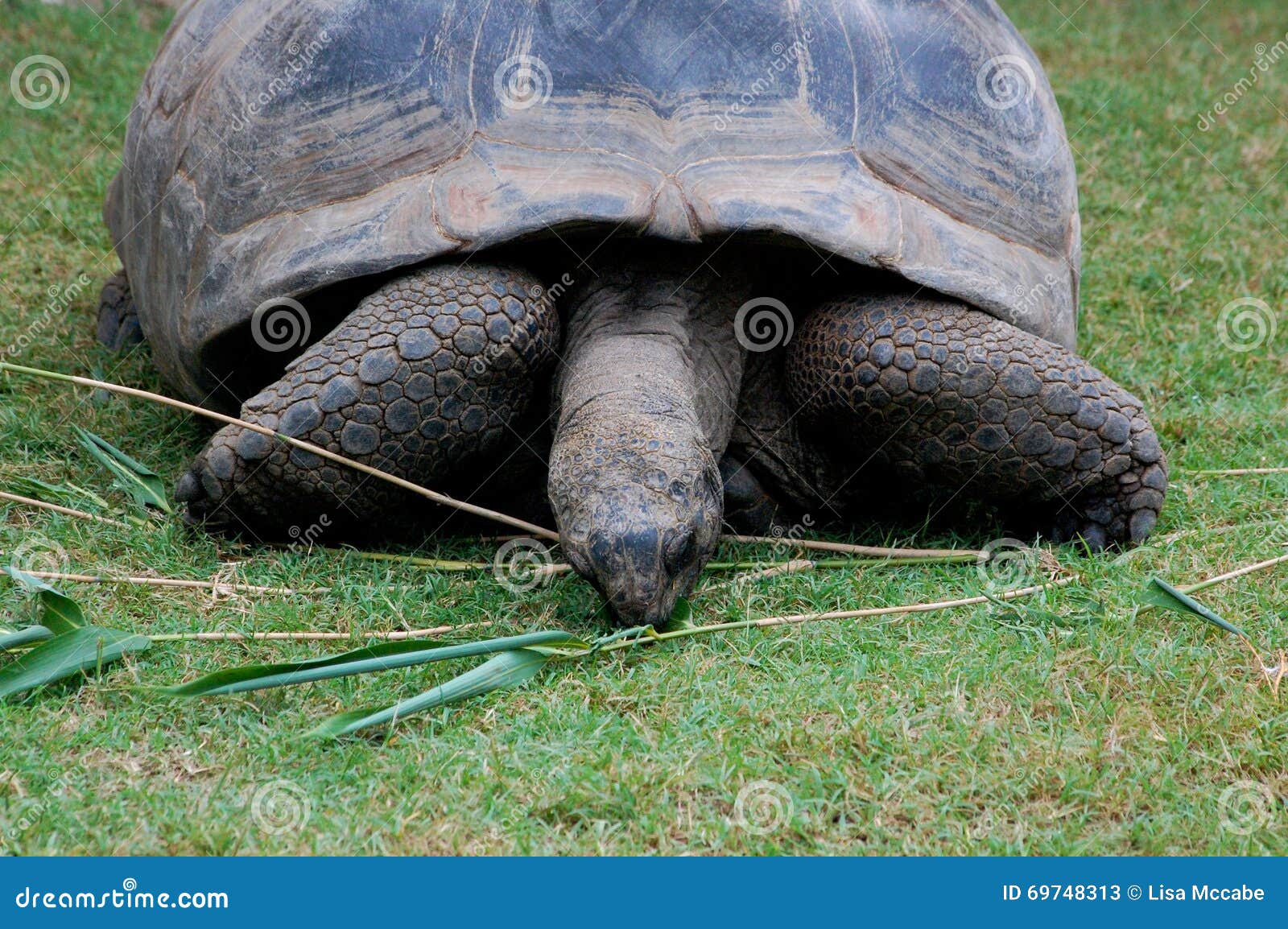 Lunch Time with Turtle stock image. Image of turtle, nature 69748313