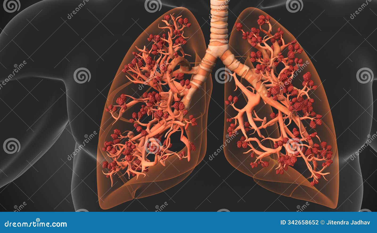 lung alveoli supporting vital respiration and oxygen flow