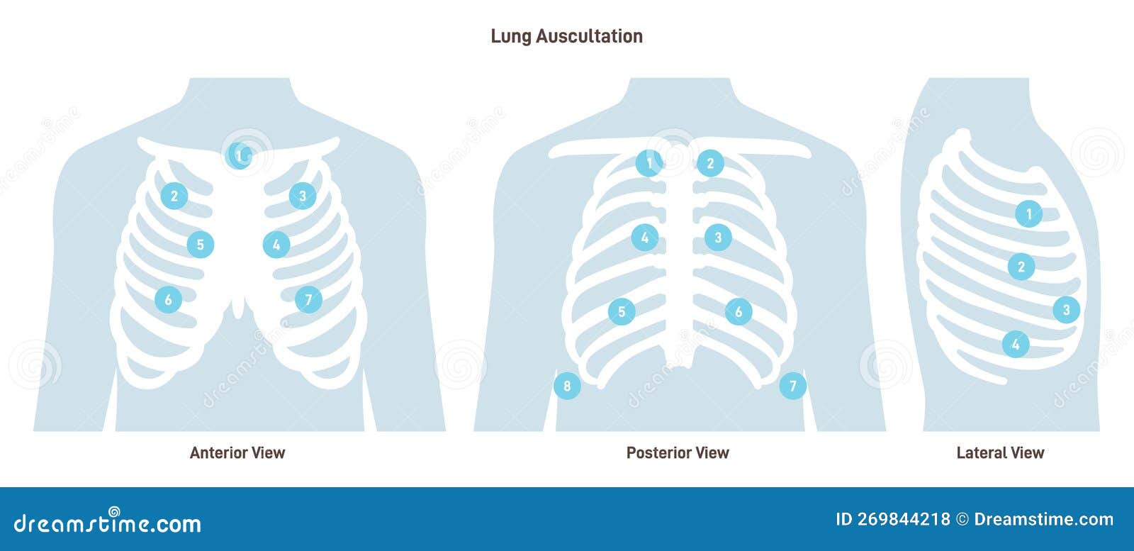 Lung Auscultation Thorax Anterior Posterior Lateral Position Vector