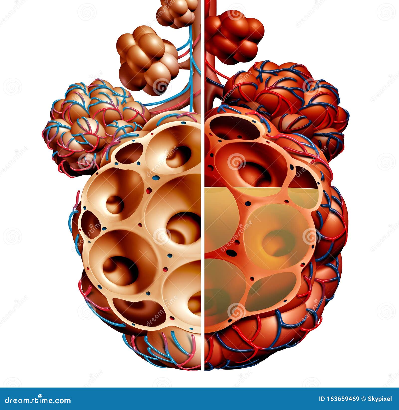 Pulmonary Alveoli Human Anatomy Respiration Concept Royalty-Free
