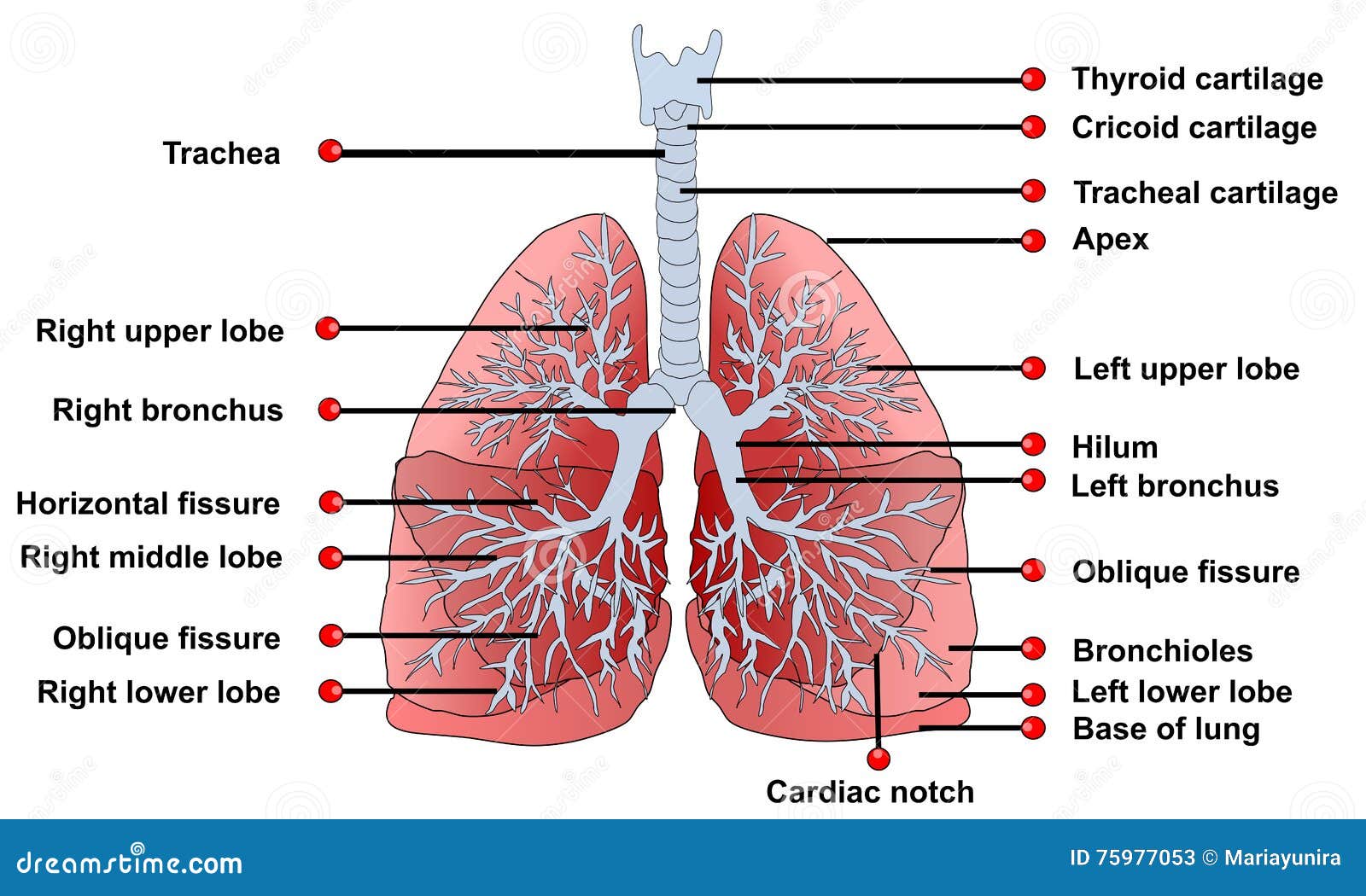 lungs anatomy