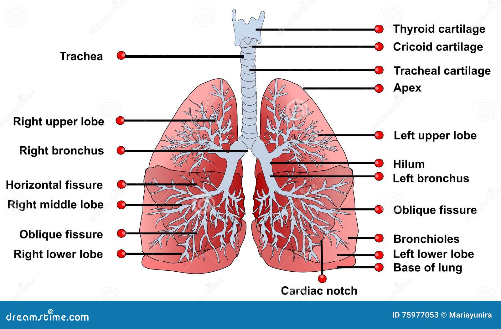 hilum of lung download free hilum of lung download free
