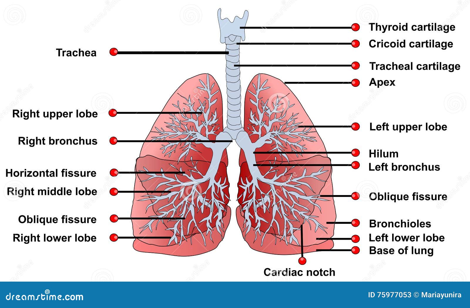 detailed lungs diagram