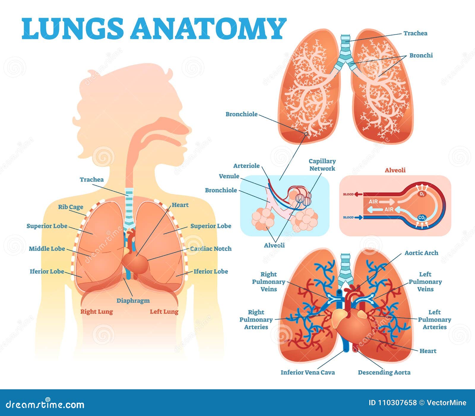 lungs anatomy medical   diagram set with lung lobes, bronchi and alveoli. educational information poster.