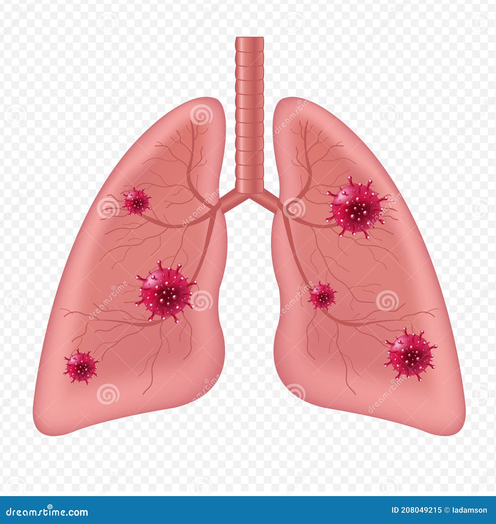 lungs human internal organ with coronavirus  white background