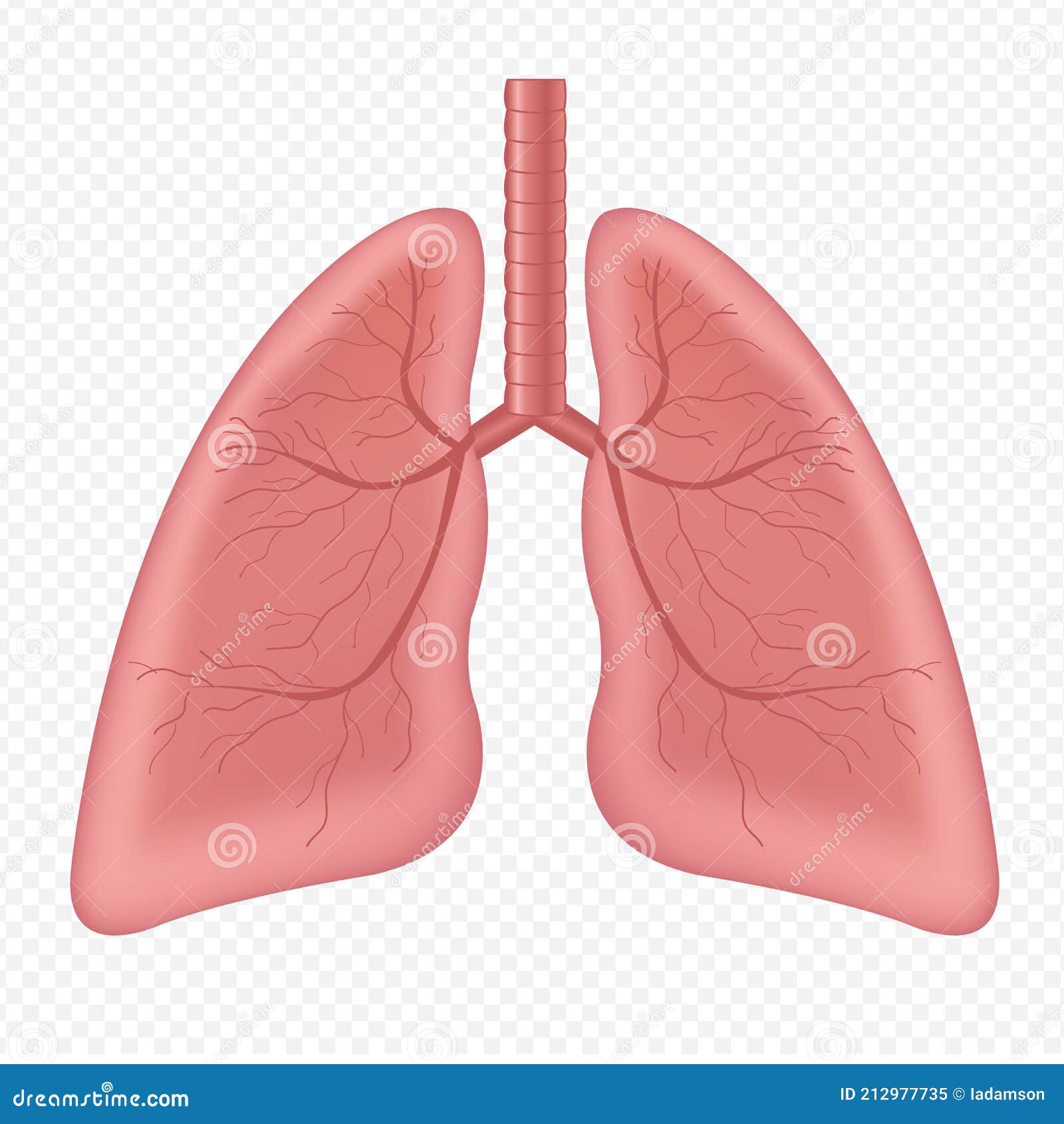 lungs human internal organ  white background