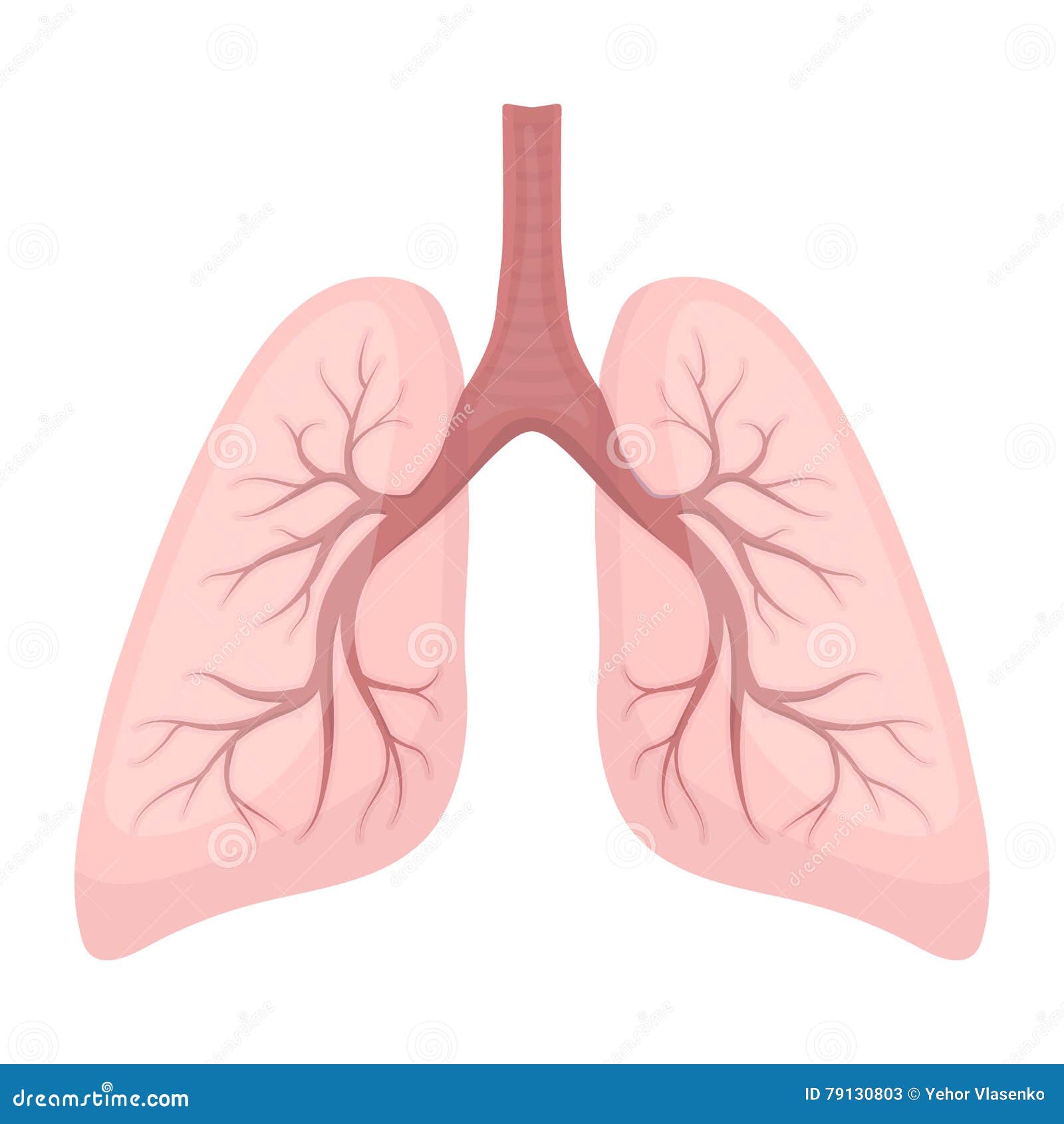 Lungs Icon in Cartoon Style on White Background. Organs Symbol Stock Vector  Illustration. Stock Vector - Illustration of tree, anatomy: 79130803