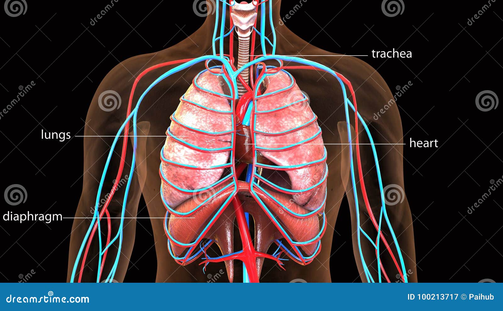 3d Illustration of Human Body Lungs Anatomy Stock Illustration ... Biology Diagrams