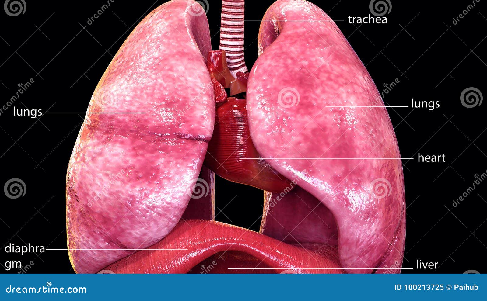 3d Illustration of Human Body Lungs Anatomy Stock Illustration ... Biology Diagrams