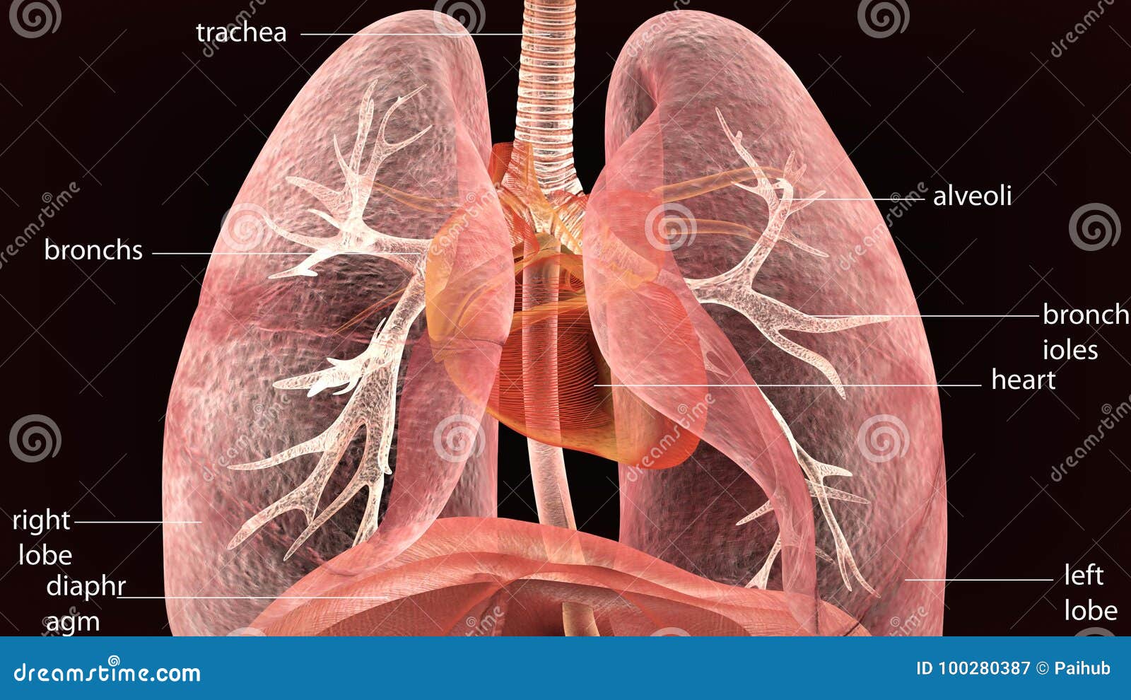 3d Illustration Of Human Body Lungs Anatomy Royalty Biology Diagrams