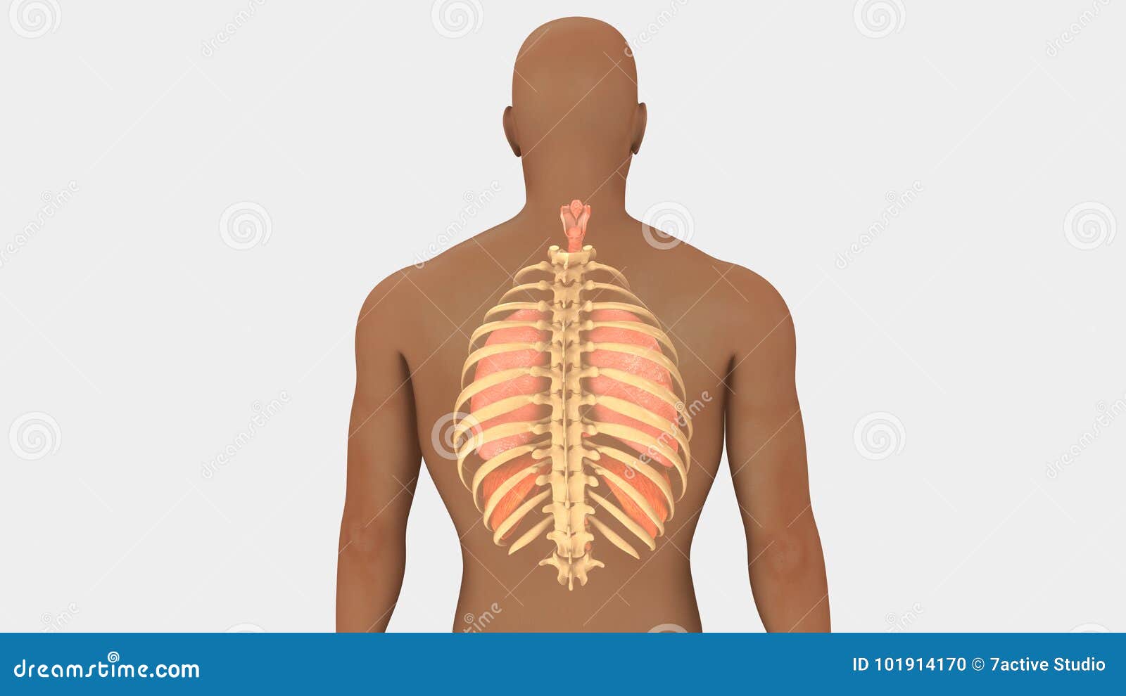 Lungs And Rib Cage Posterior View Stock Illustration ...