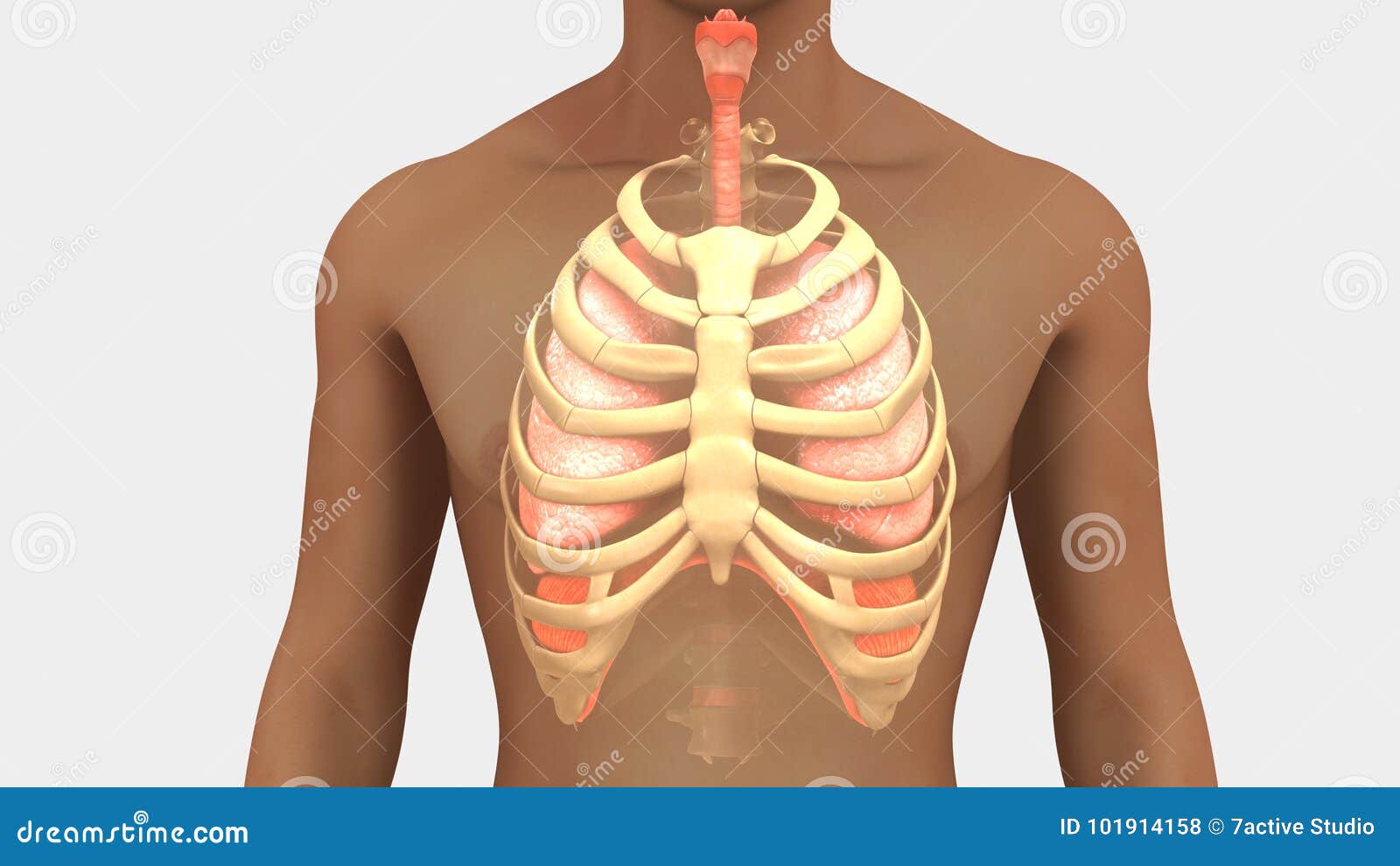 Human Body Diagram Ribs Human Anatomy