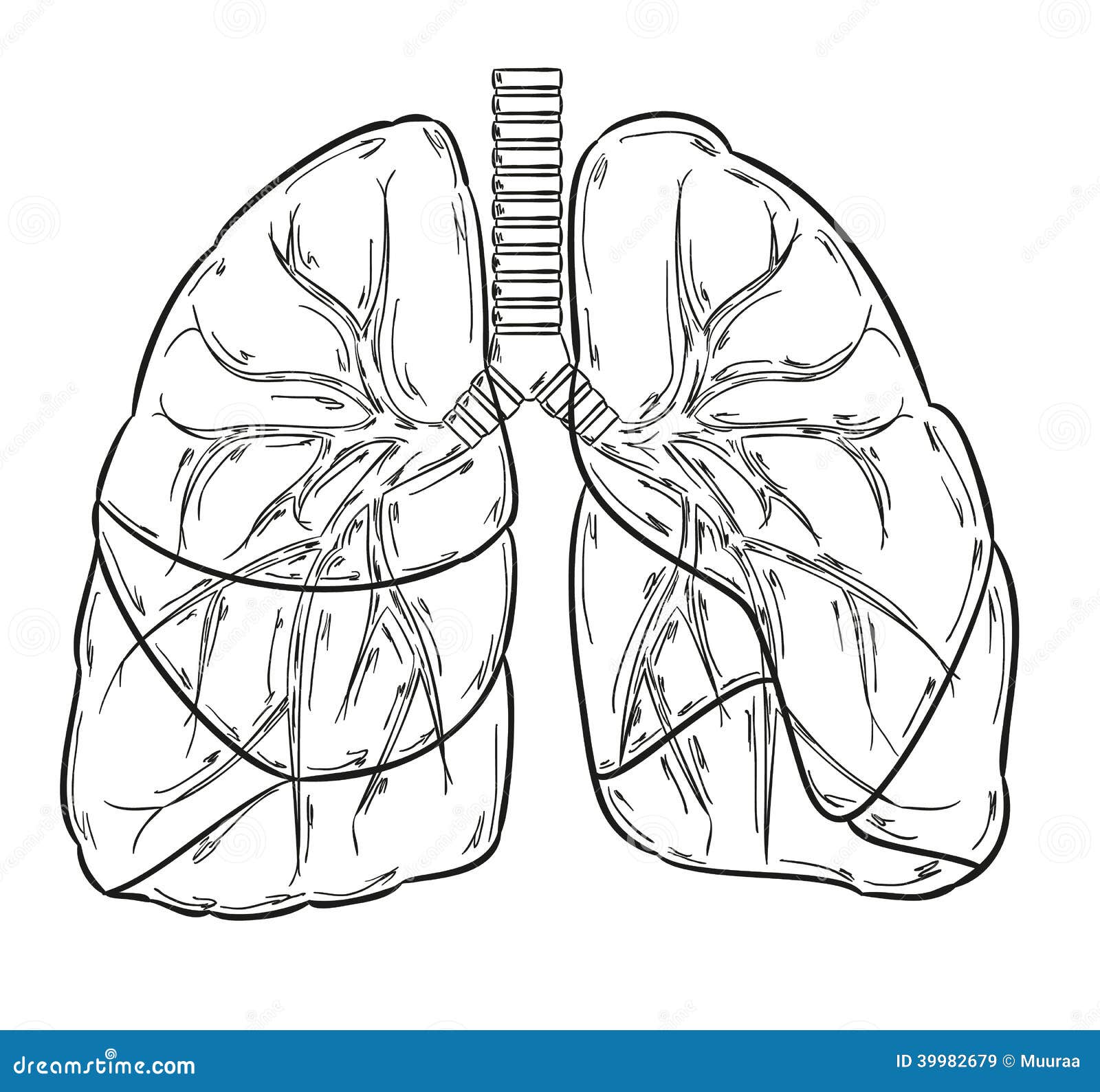 Sketch Lungs. Human Anatomy. Vector Illustration | CartoonDealer.com