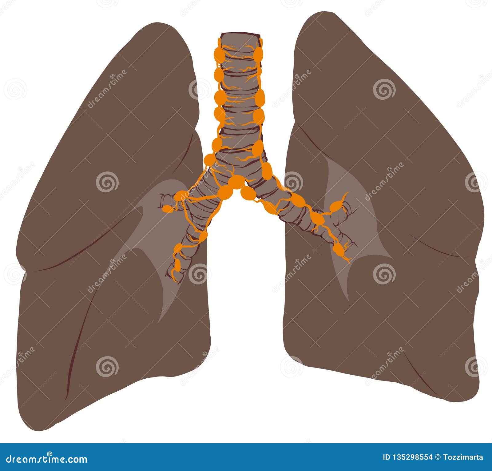 Lungs and trachea cancer stock photo. Illustration of lung 135298554