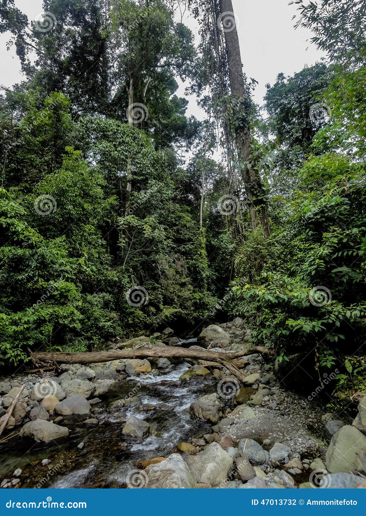 lupa masa rainforest at borneo