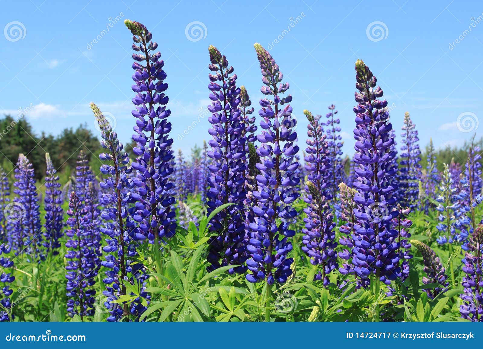 Lupin stock image. Image of spring, flora, polish, nature 14724717