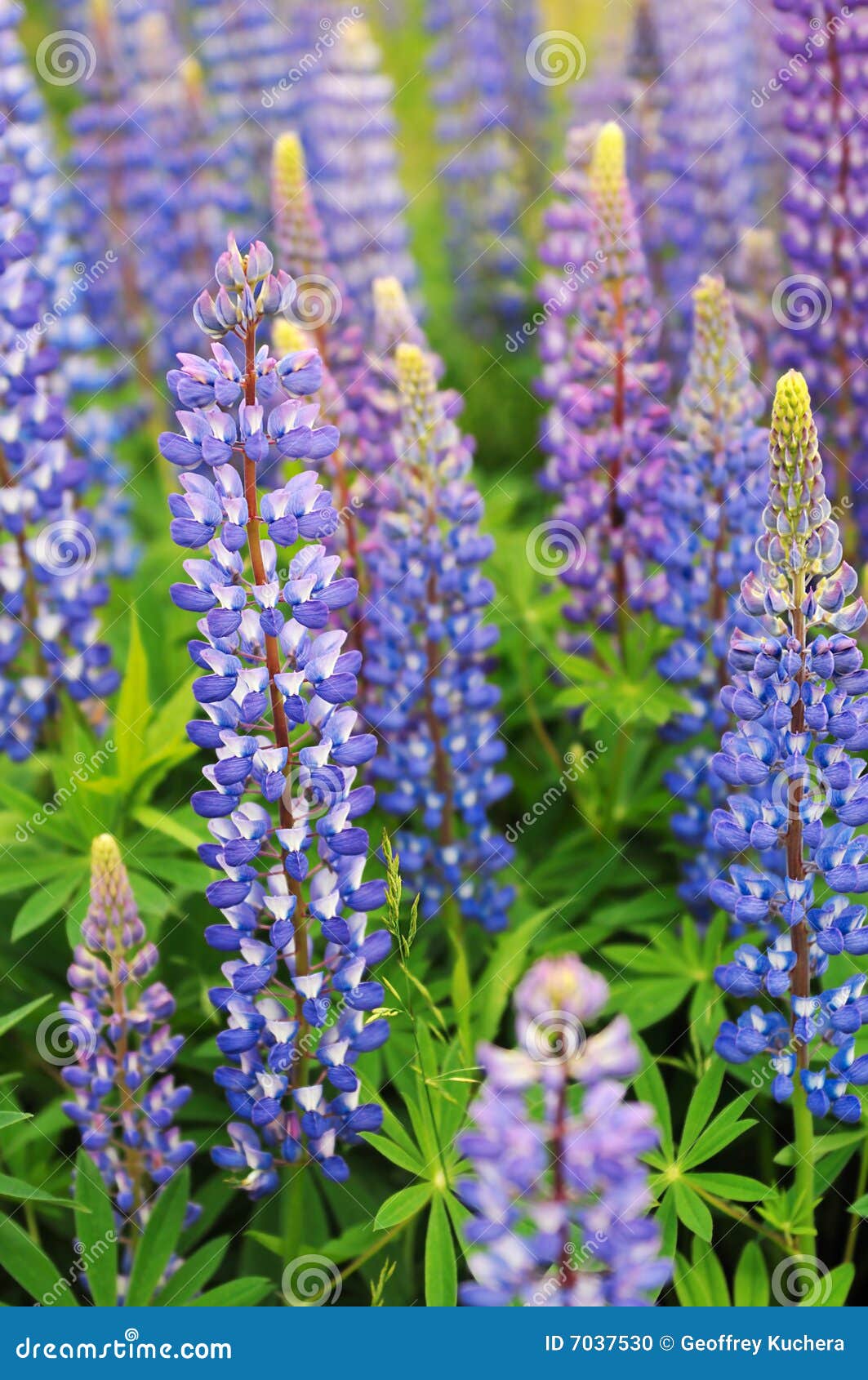 日本最大の Lupinus 様 ご専用 Integrativenaturalmedicalclinic Com