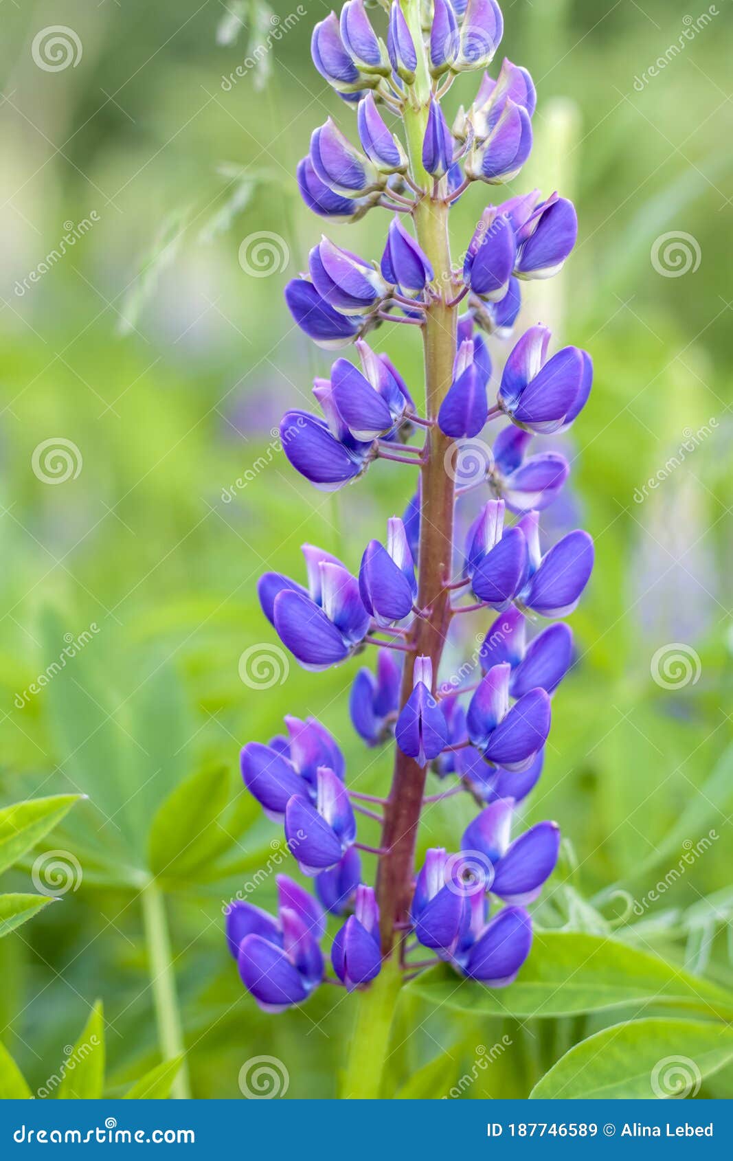 Lupin S Flower Lupine Wildflowers With Purple And Blue Flower Bouquet Of Lupines Summer Flower Background Stock Image Image Of Purple Wild 187746589