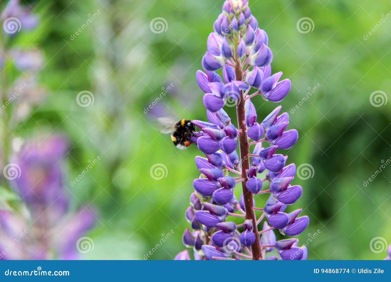 Lupine and bee stock photo. Image of cloud, lupin, nature 94868774