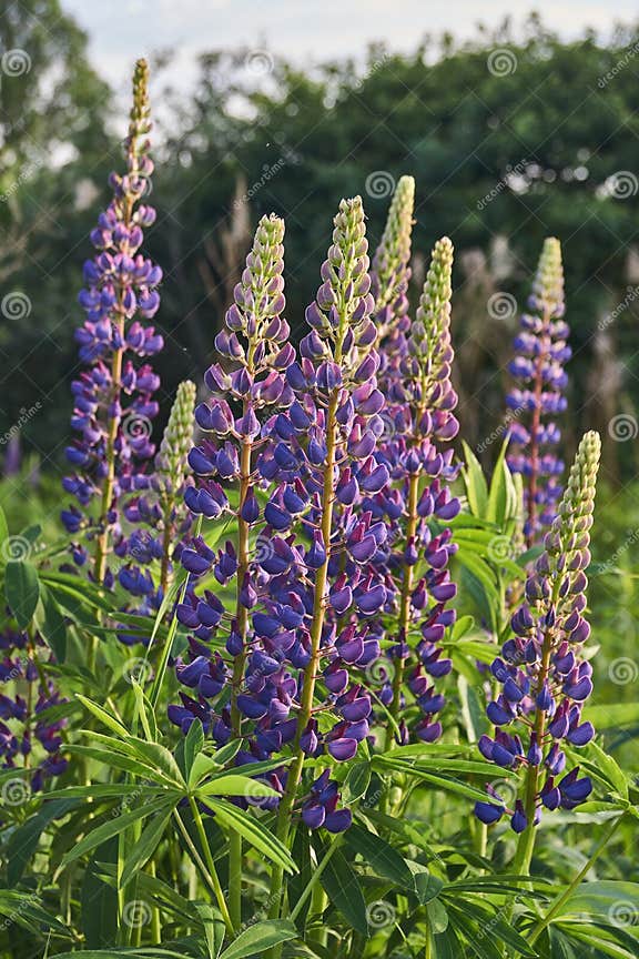 Lupine Blüht Auf Dem Rasen Im Garten. Stockfoto Bild von blume