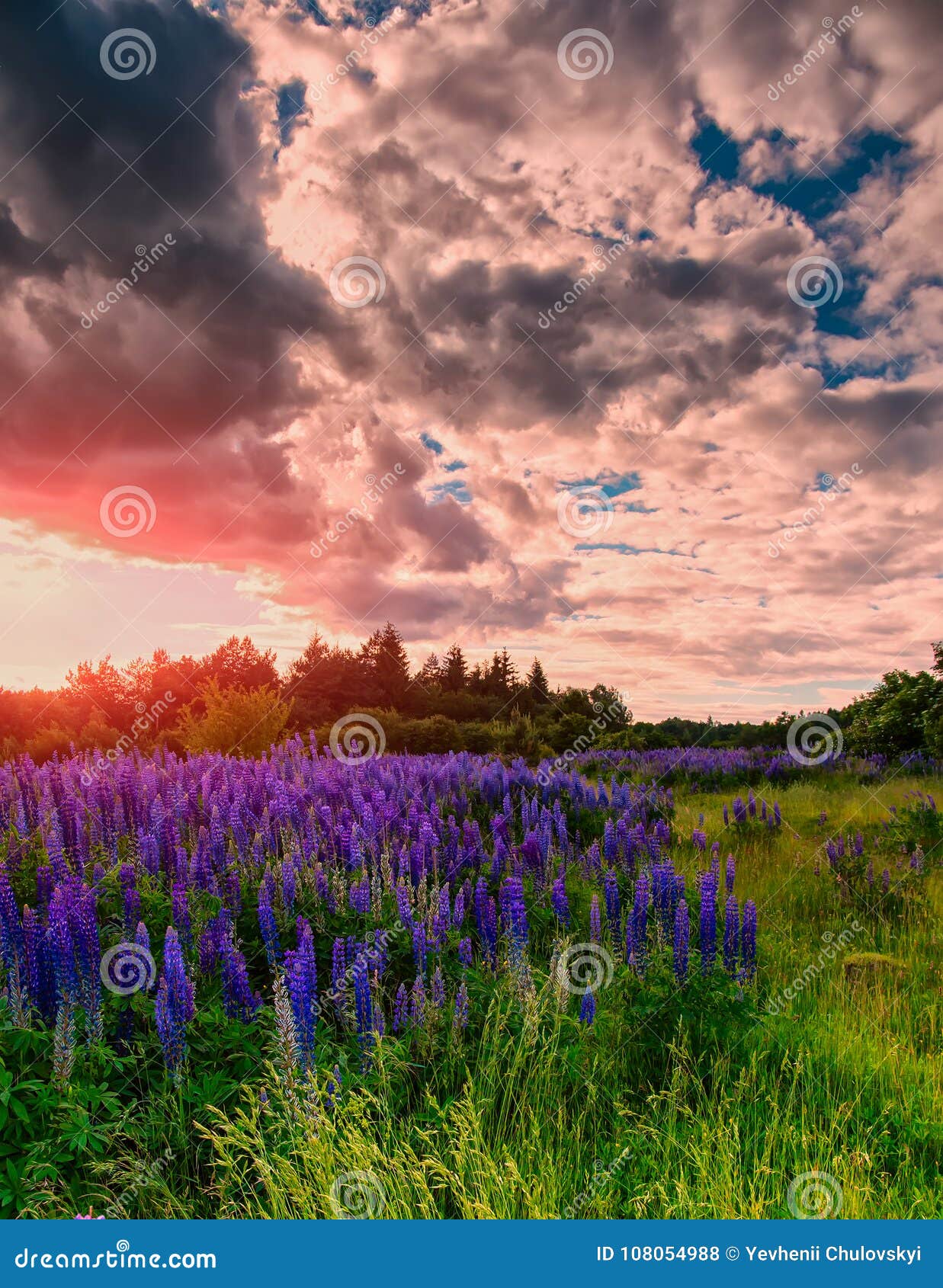 Lupine Flower On The Meadow Majestic Sky With Overcast Clouds Stock