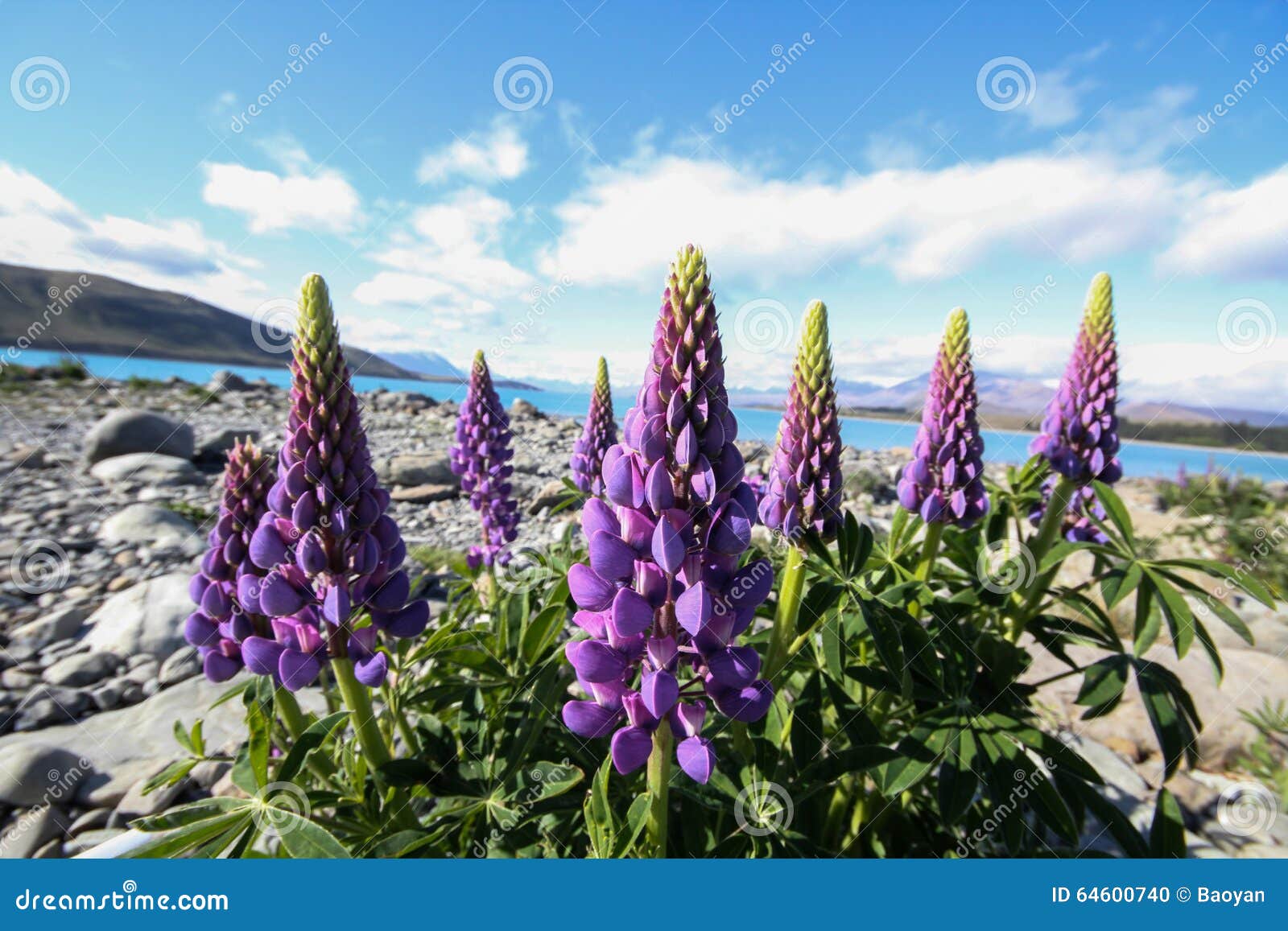 Lupine flower new zealand stock photo. Image of nice 64600740