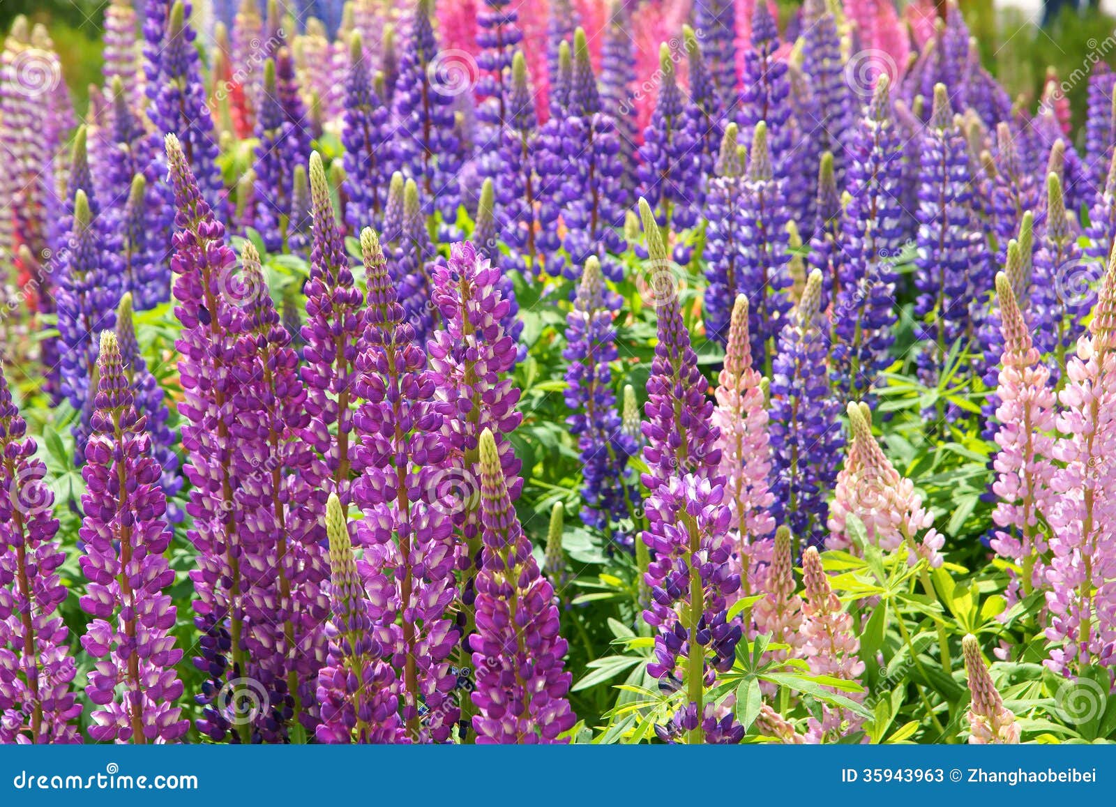 Lupine flowers stock image. Image of blooming, close 35943963