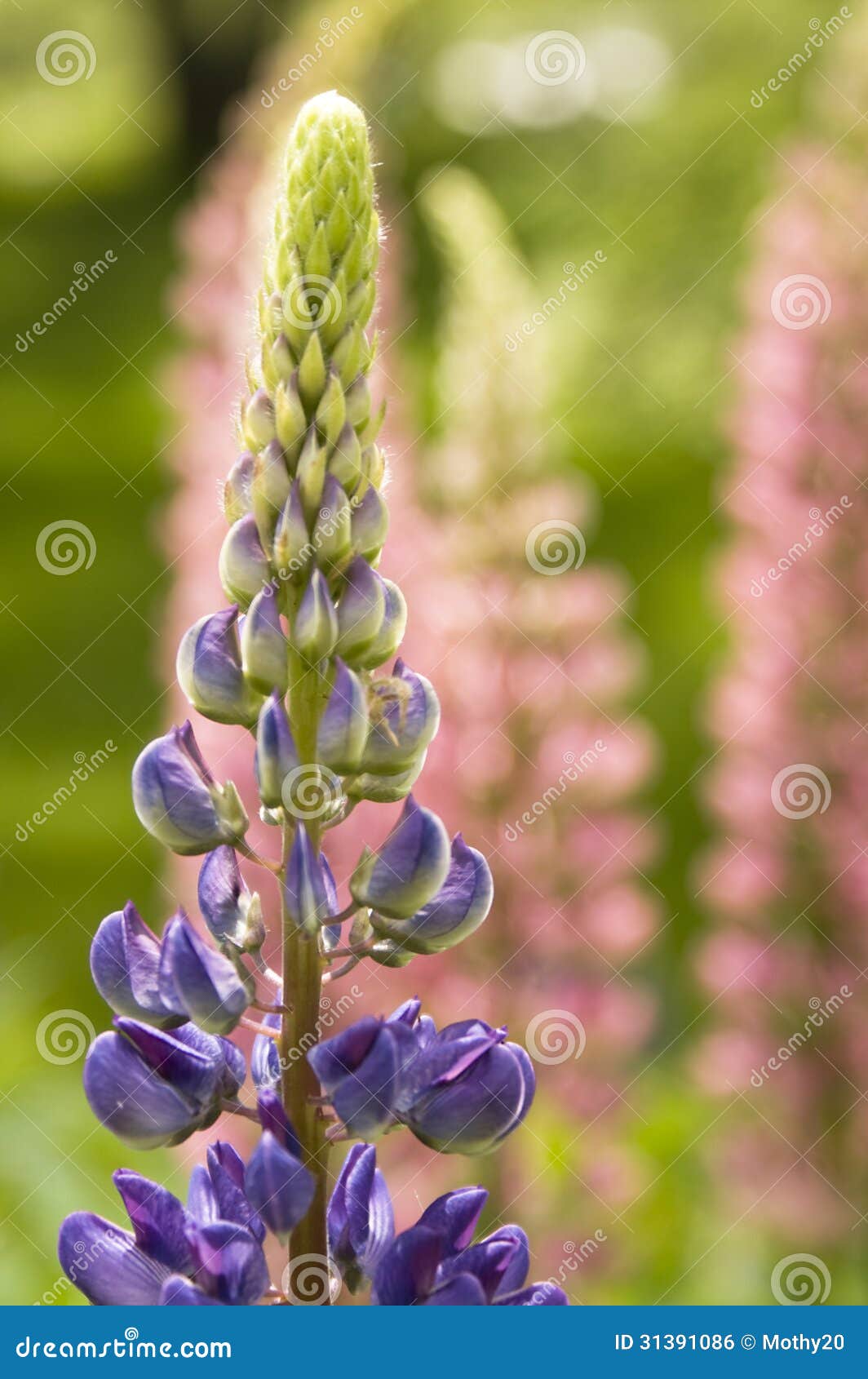 Lupine Flowers stock photo. Image of nature, landscape 31391086