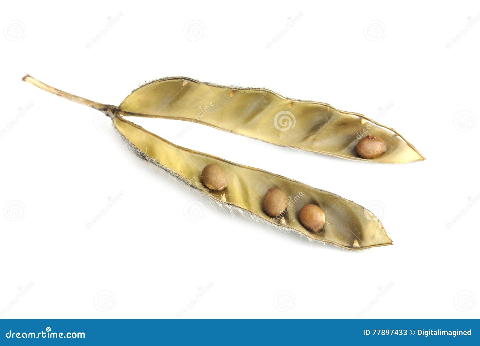 Lupine seed stock image. Image of gray, stem, invasive - 77897433