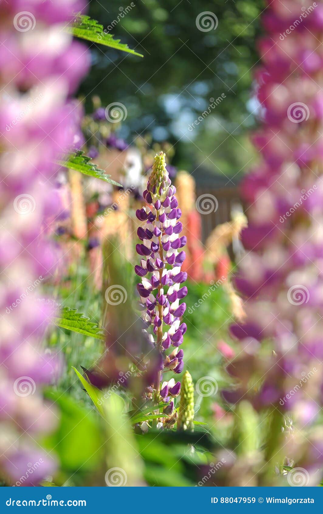 Фиолетовые и белые lupines в саде Bokeh