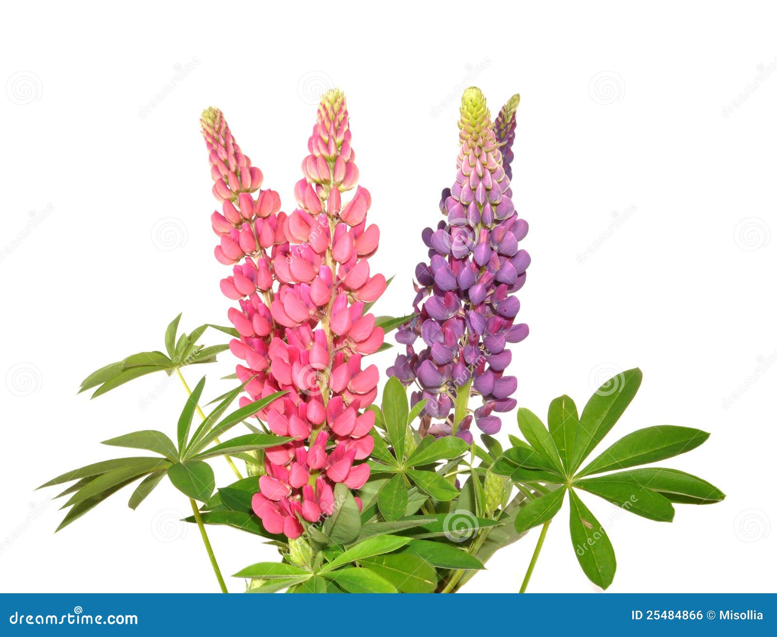 The bouquet Lupinus costs vertically