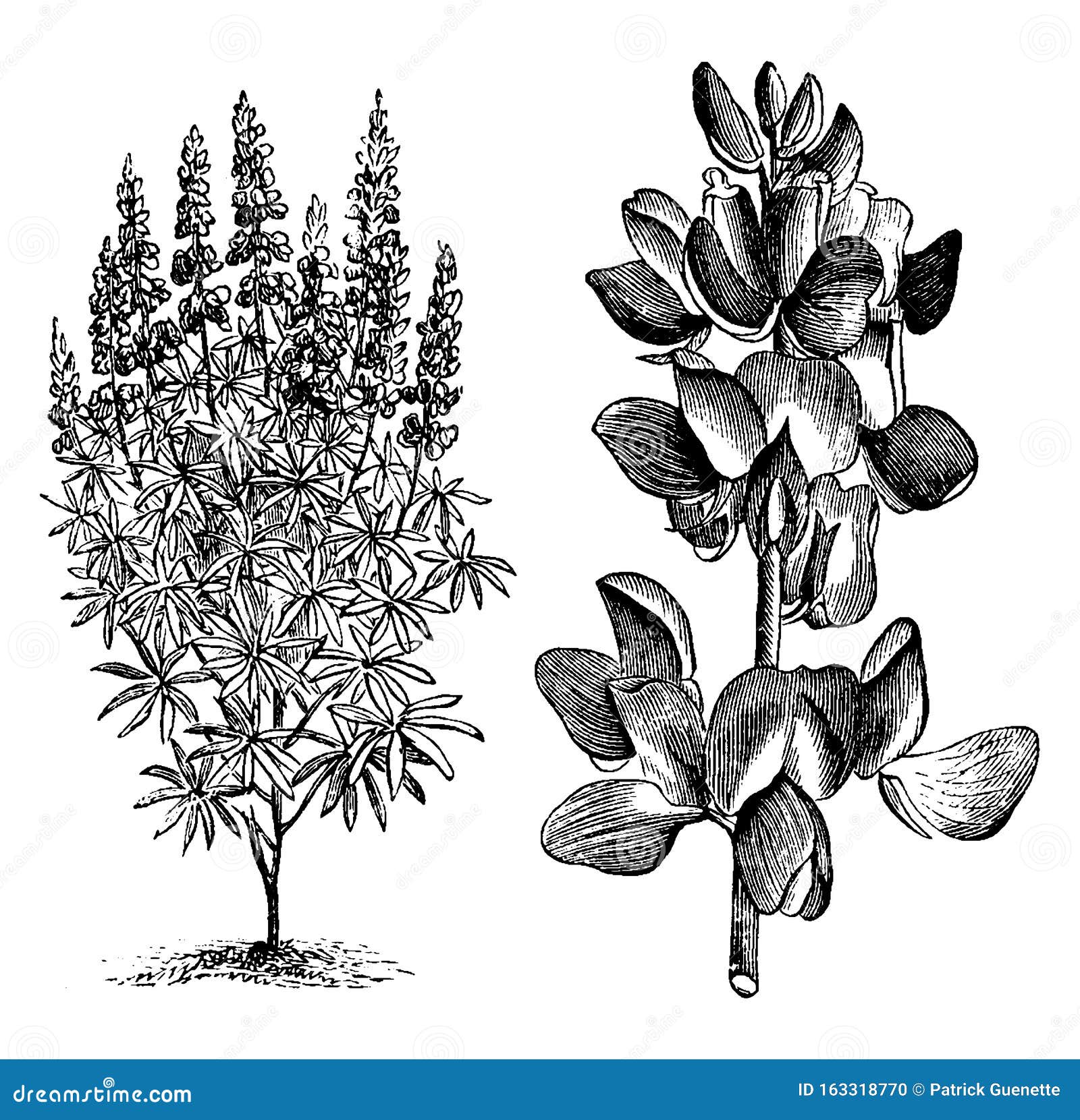 Какой тип питания характерен для люпина многолистного. Люпин многолистный строение. Lupinus mutabilis. Люпин строение растения. Люпин гравюра.