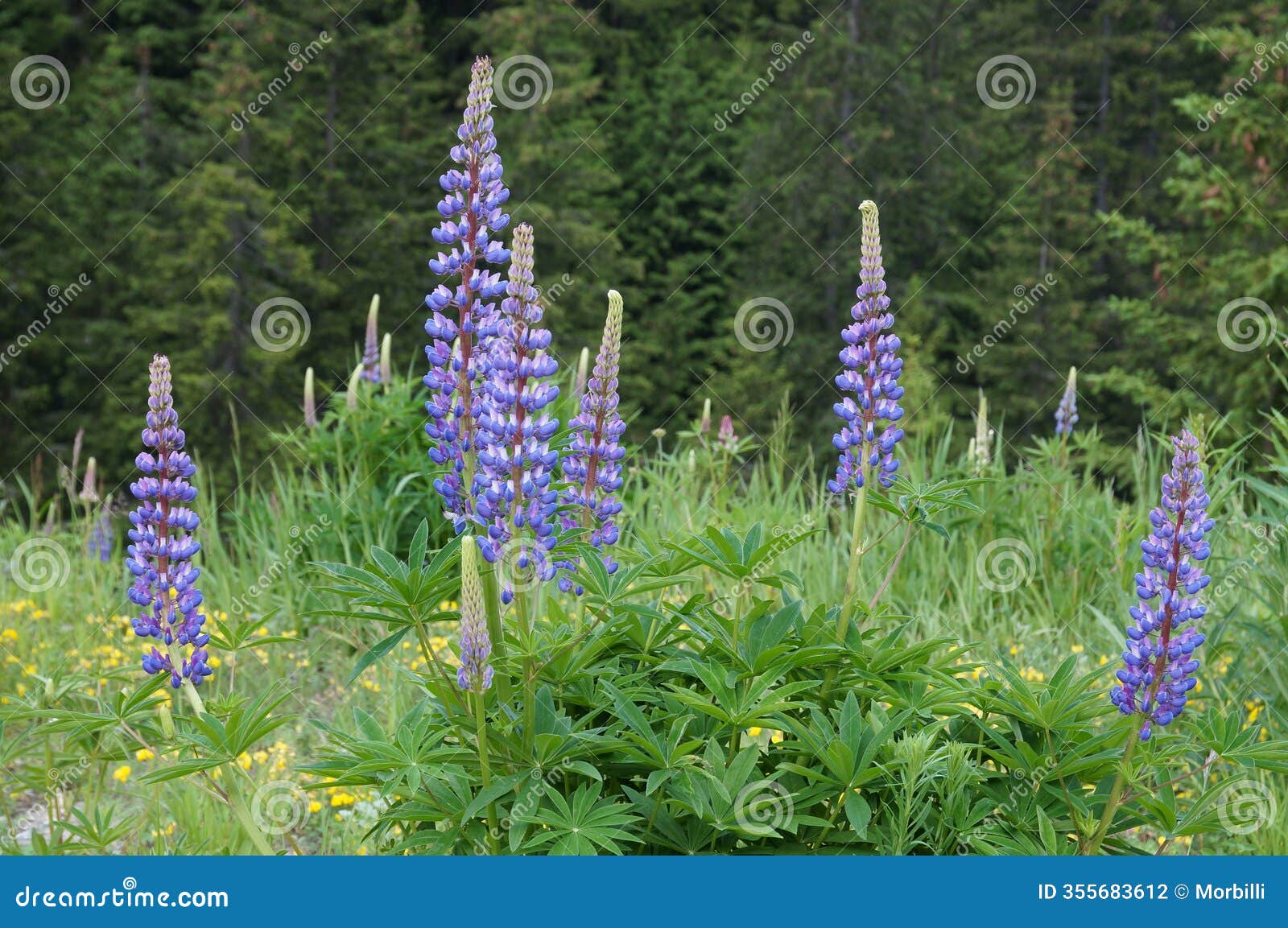 lupinus polyphyllus or the large-leaved lupine