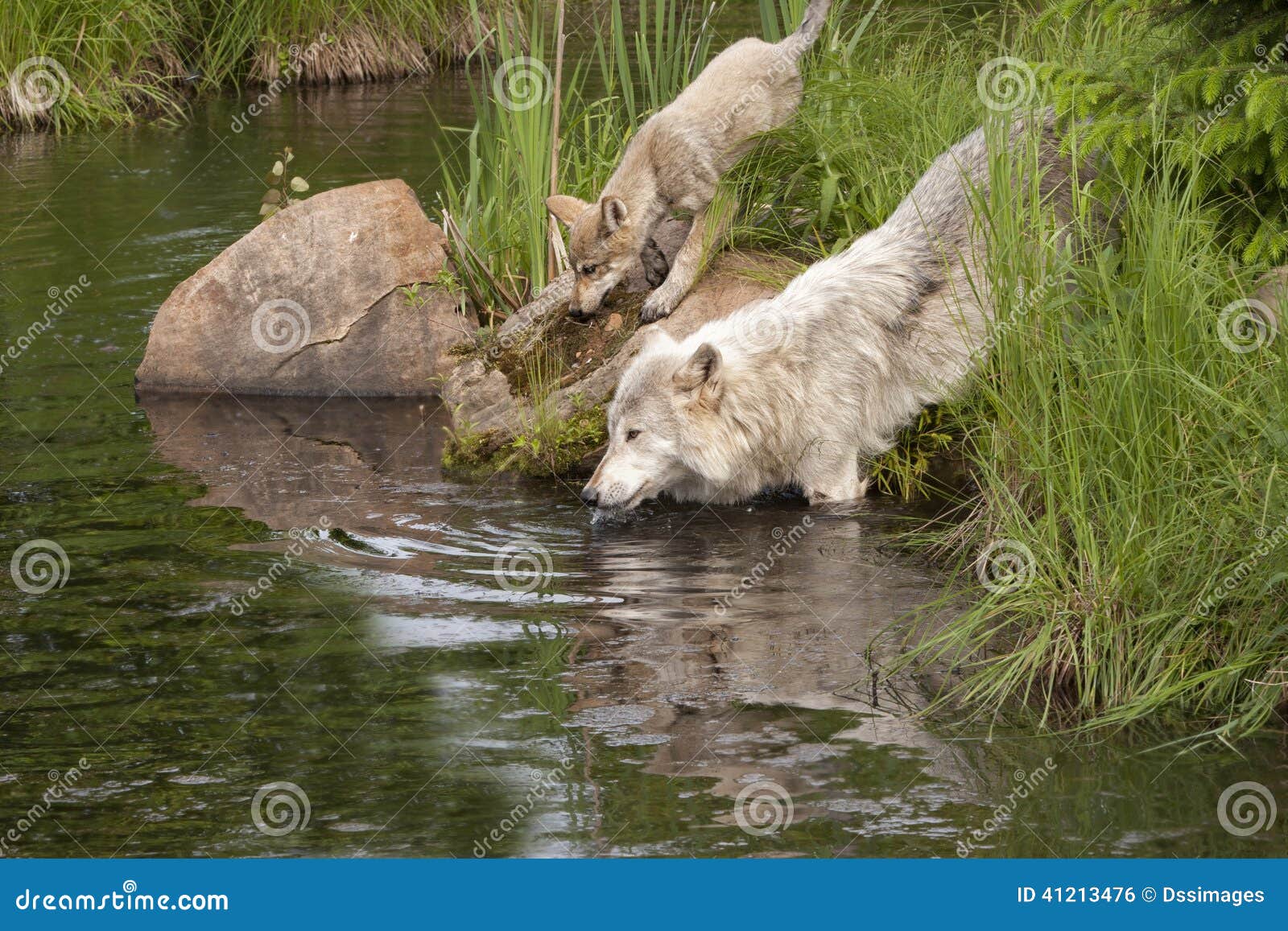 Después de la primera sesión [Lizzy Aldrich] Lupo-adulto-e-cucciolo-che-bevono-dal-fiume-41213476