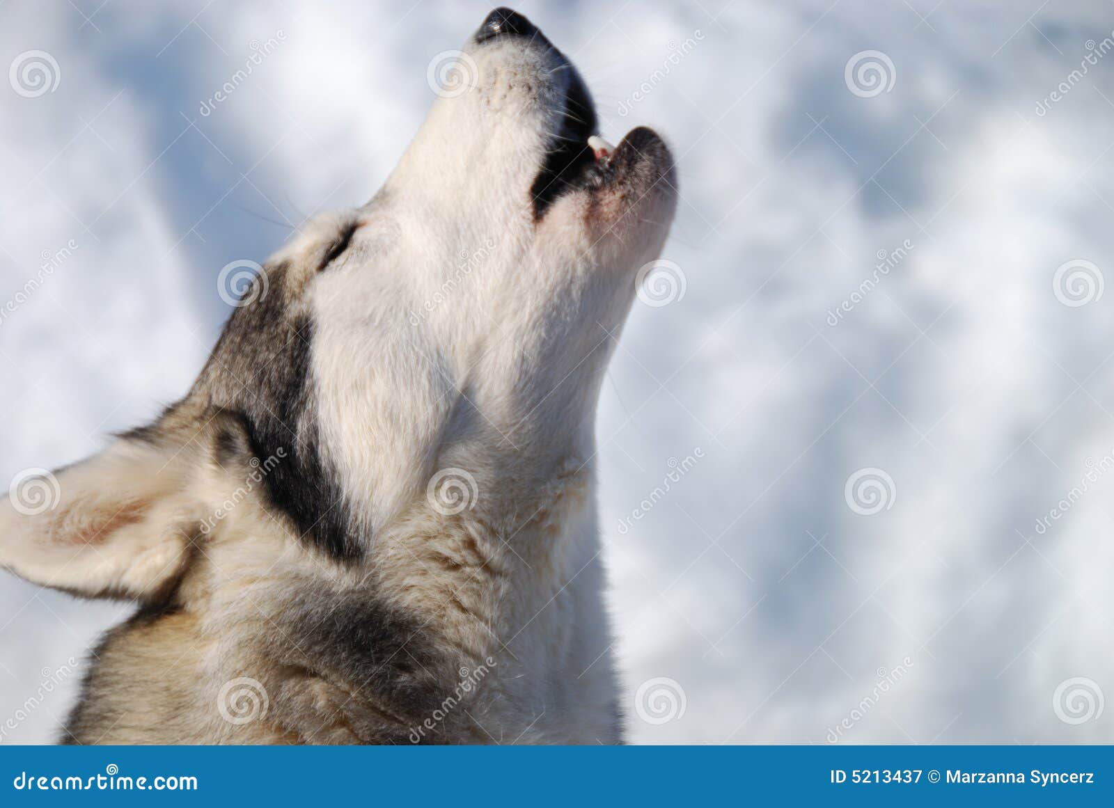 Lupo di urlo immagine stock. Immagine di specie, natura - 5213437