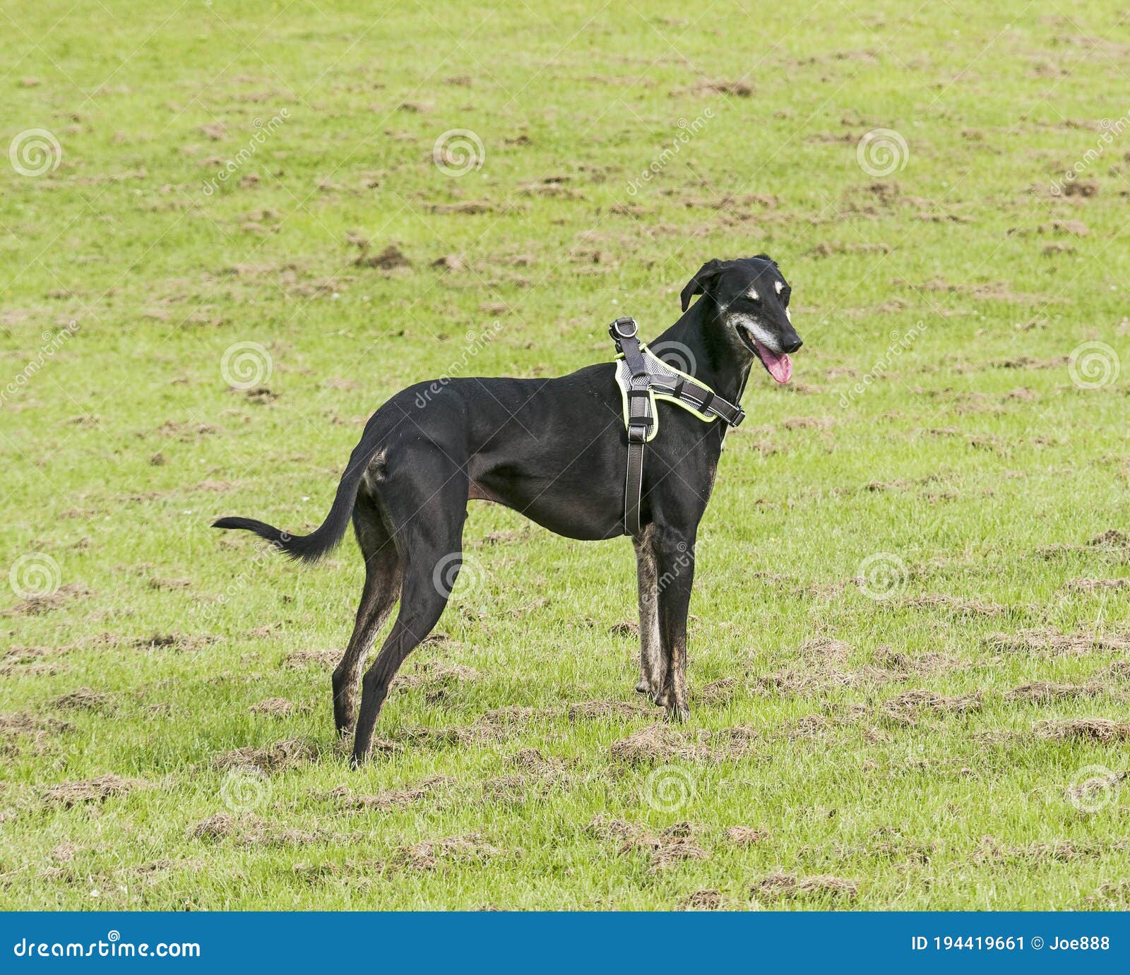 Lurcher Dog Wearing a Harness and Standing in a Field Stock Image Image of hunting, panting