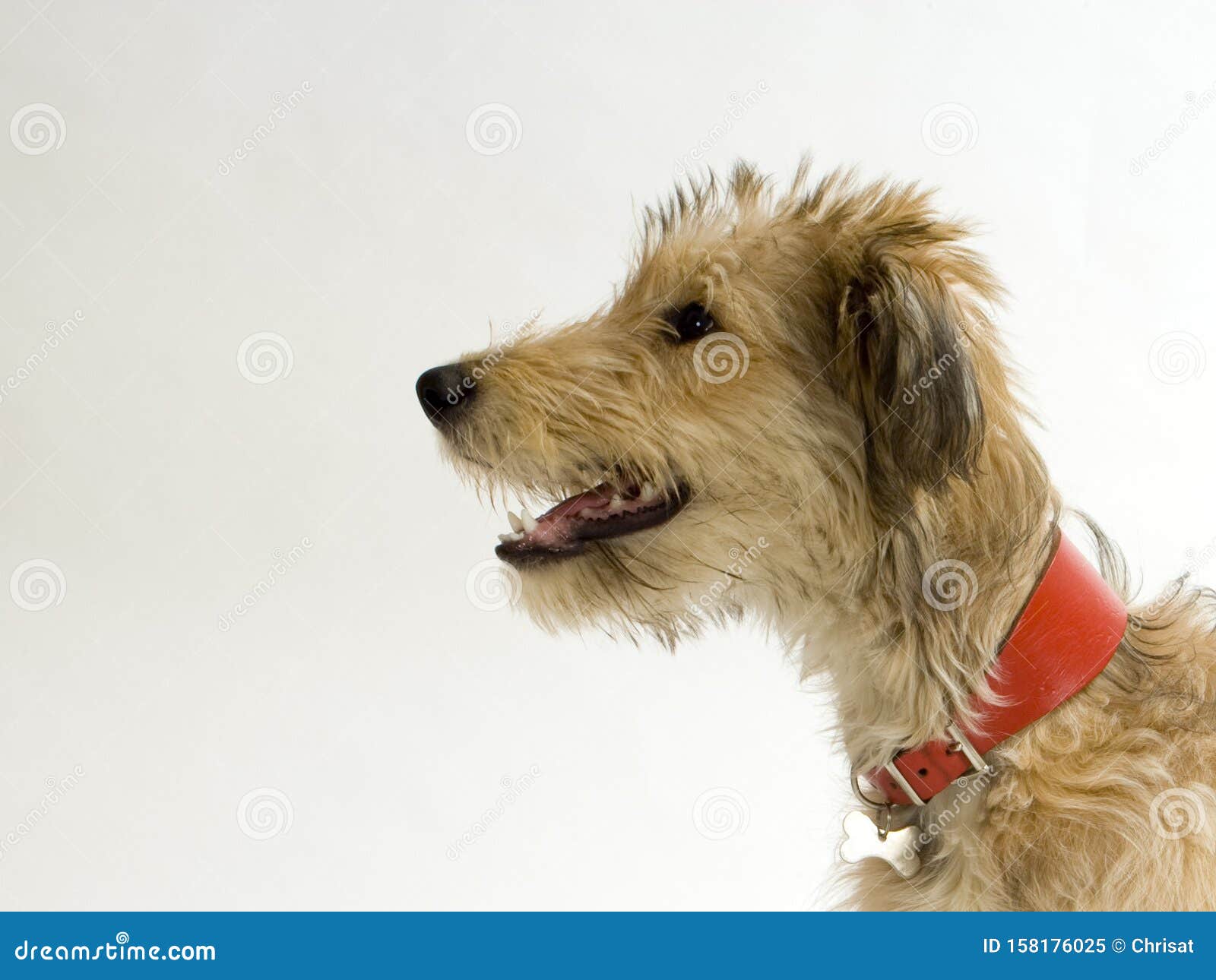 Lurcher pup stock image. Image of copy, long, profile 158176025