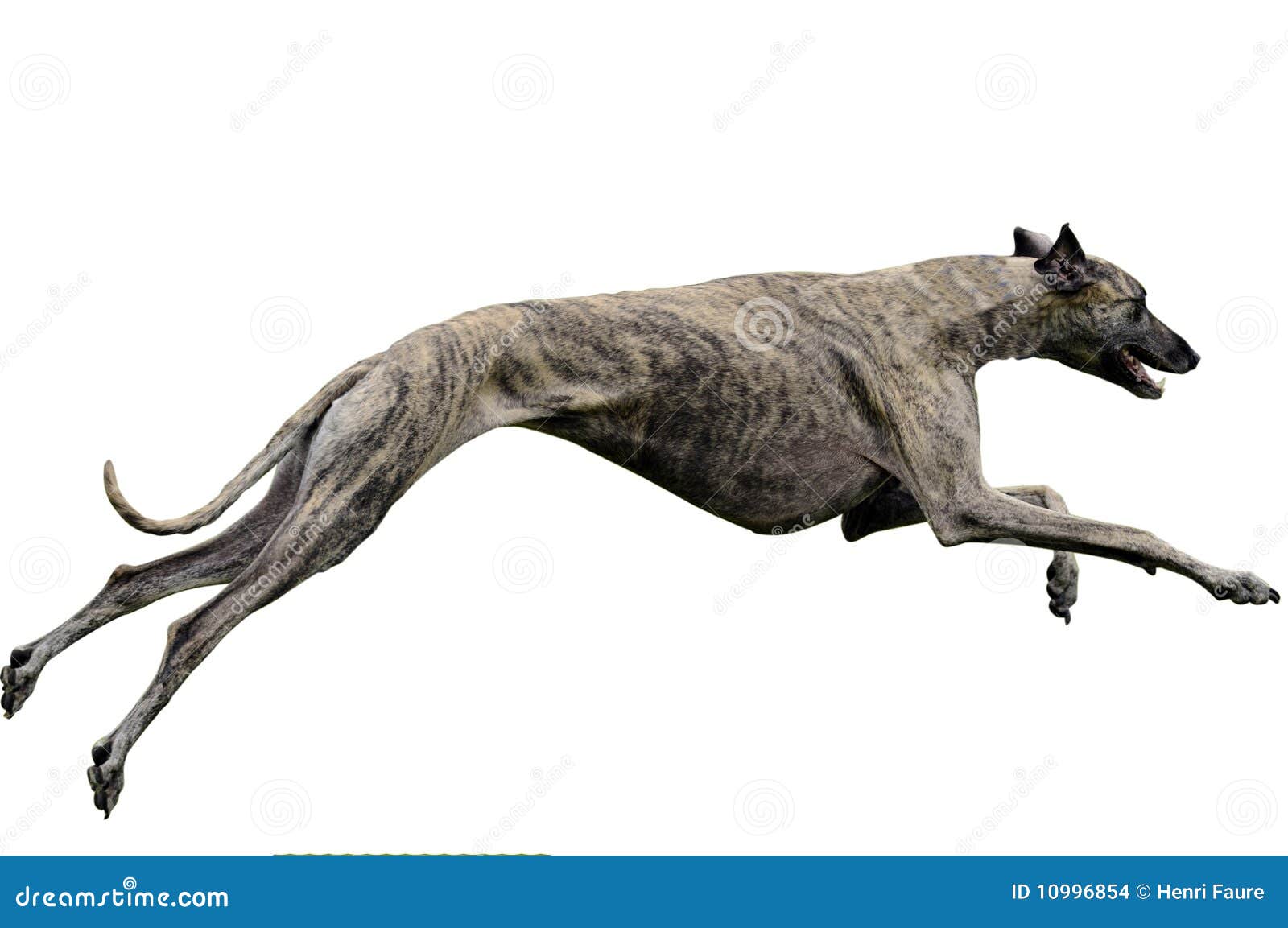 Greyhound Crossroads - Lure Coursing