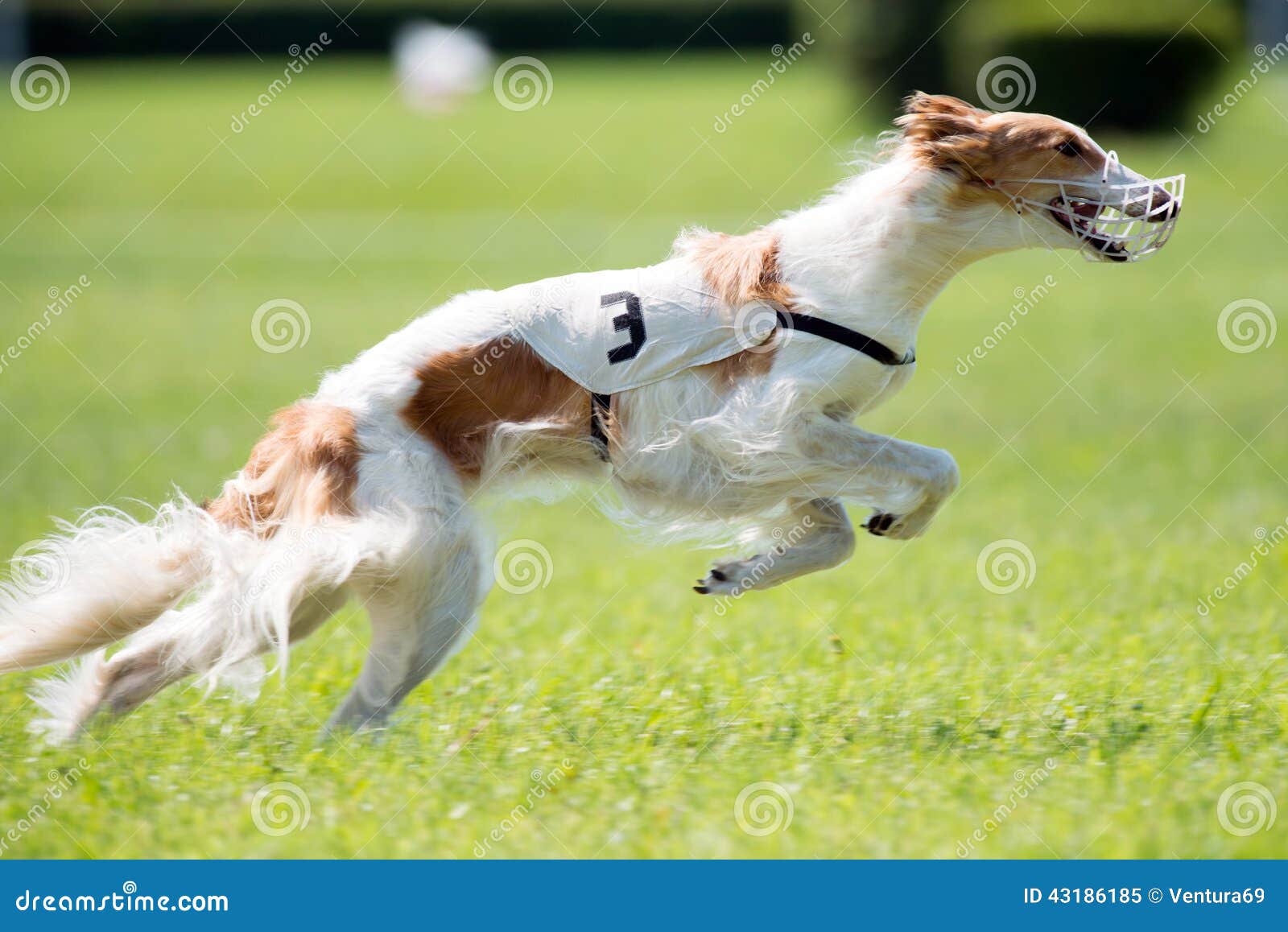 Lure coursing. Dog at full speed on coursing competition