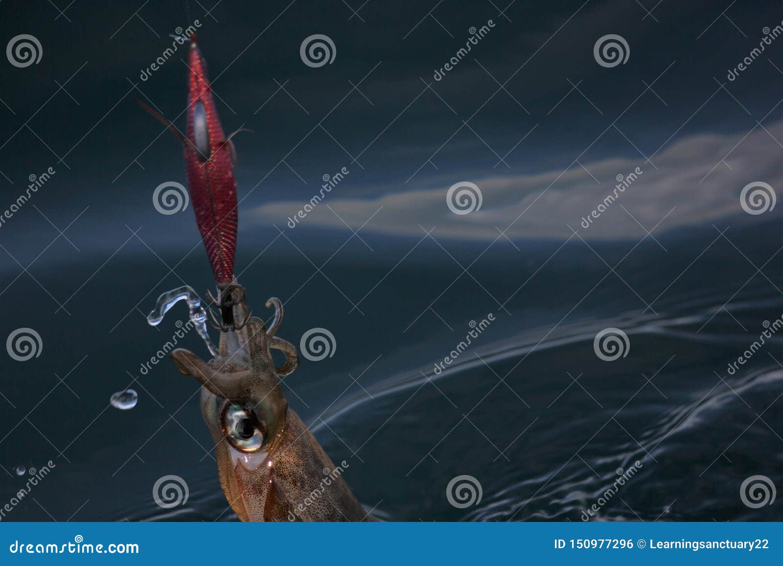 Squid Jigs Stock Photos - Free & Royalty-Free Stock Photos from Dreamstime