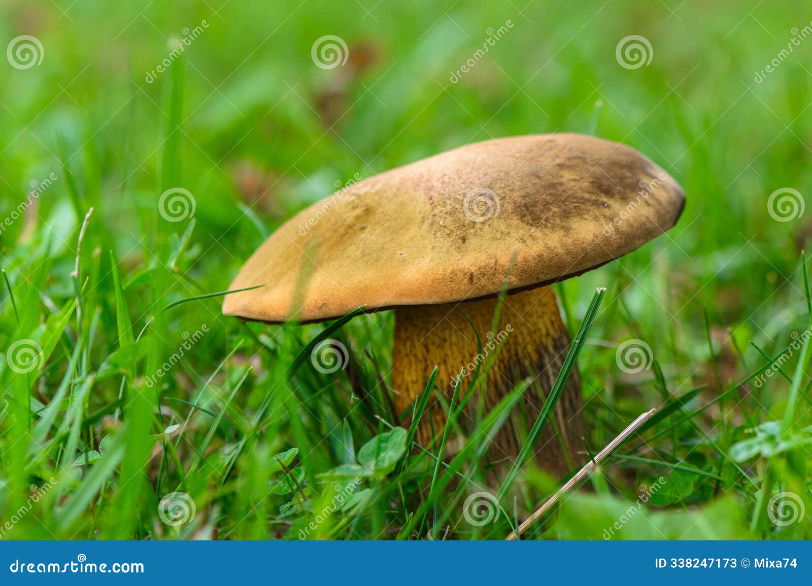suillellus luridus, formerly boletus luridus, commonly known as the lurid bolete with forest trees