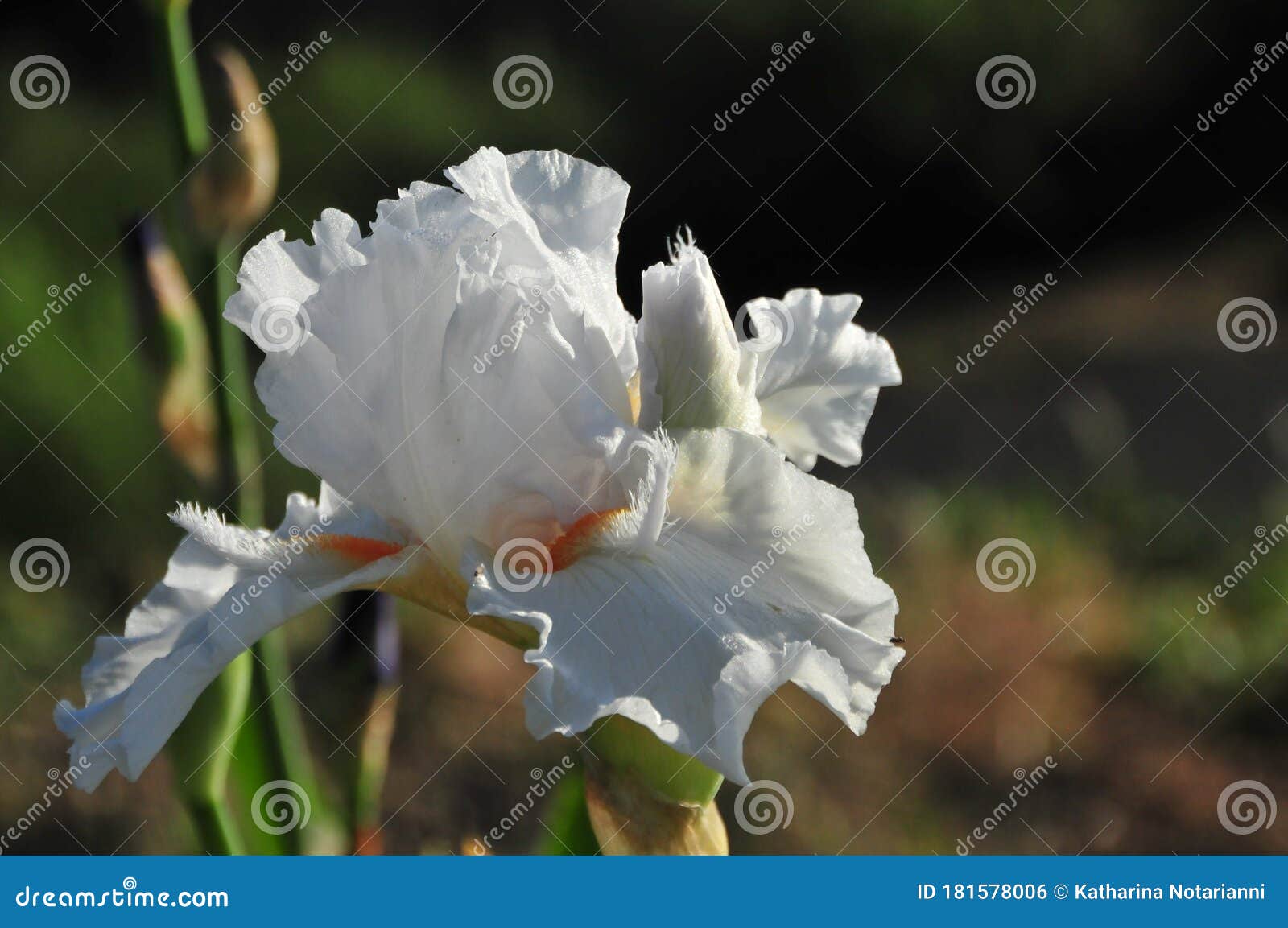 iris garden series - white space age bearded iris lurid