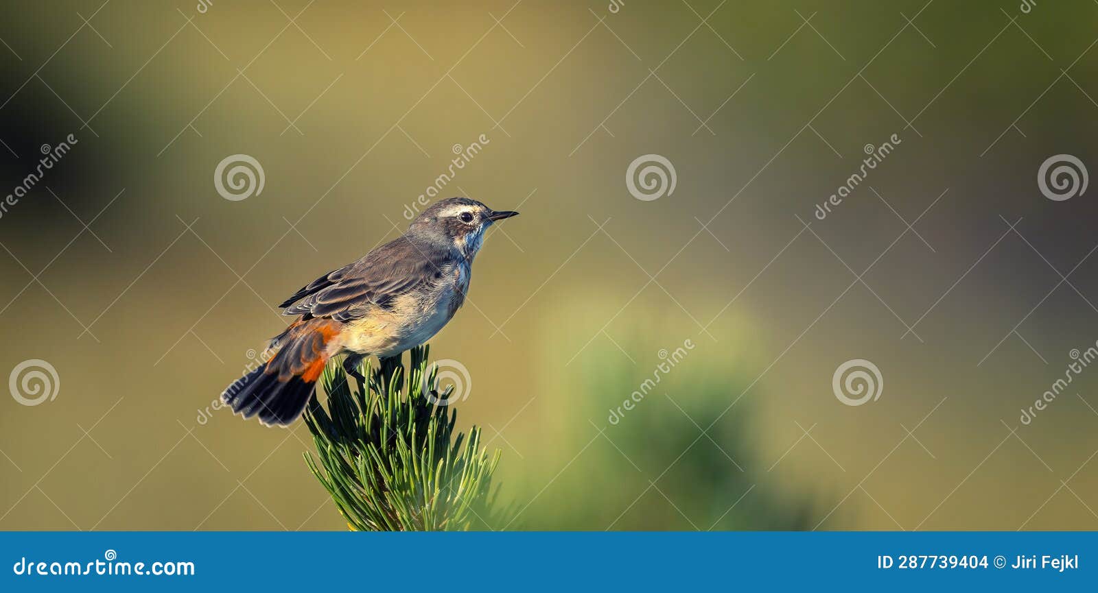 luscinia svecica svecica he sits on his knees under snezka in the giant mountains and looks out for his partner