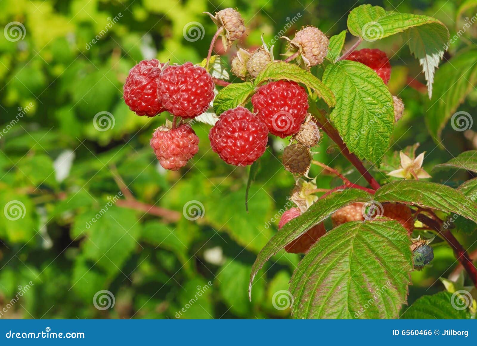 Luscious Raspberries in the Sunlight Stock Photo Image of green